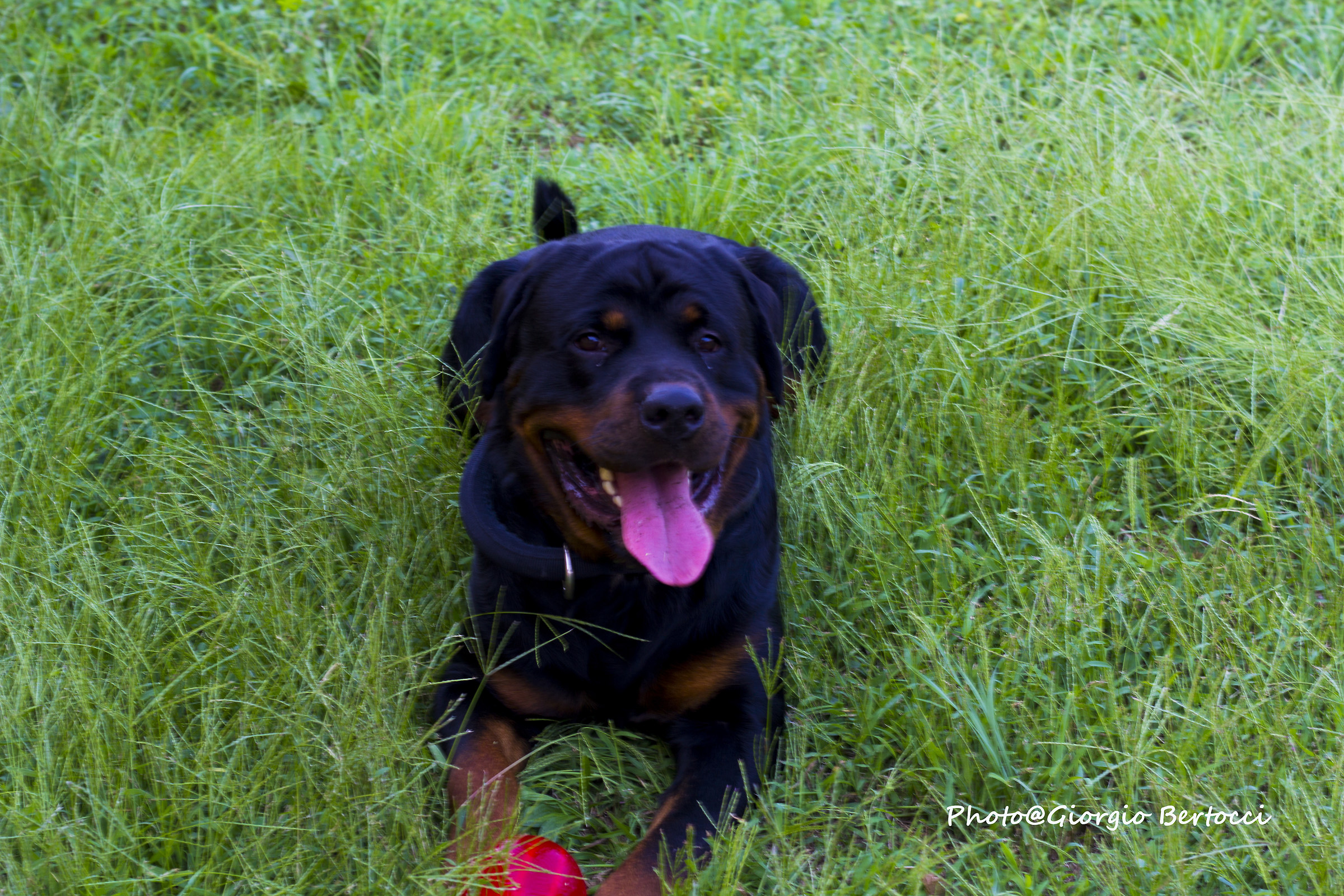 Zeus rottweiler