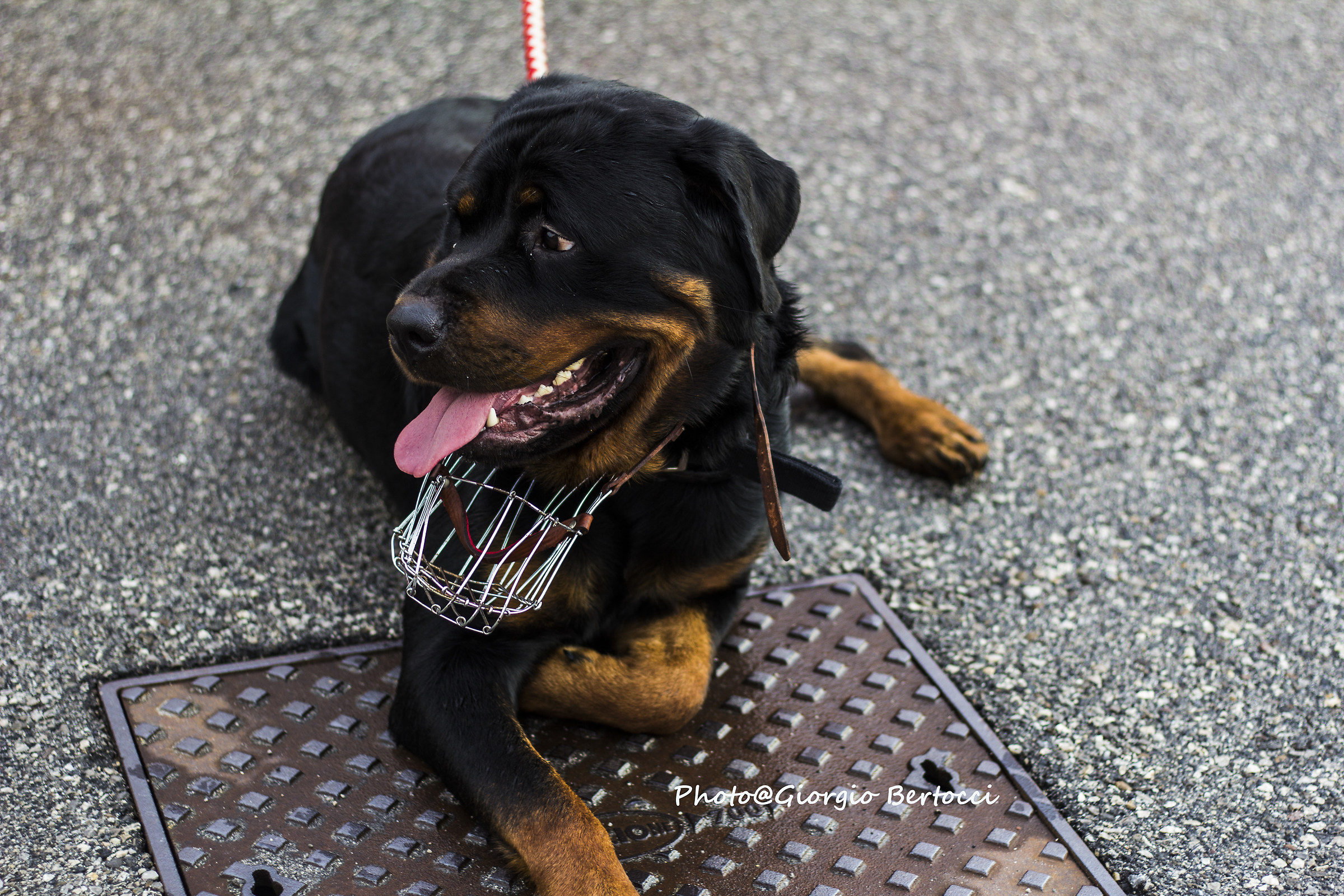 Zeus rottweiler Ggante