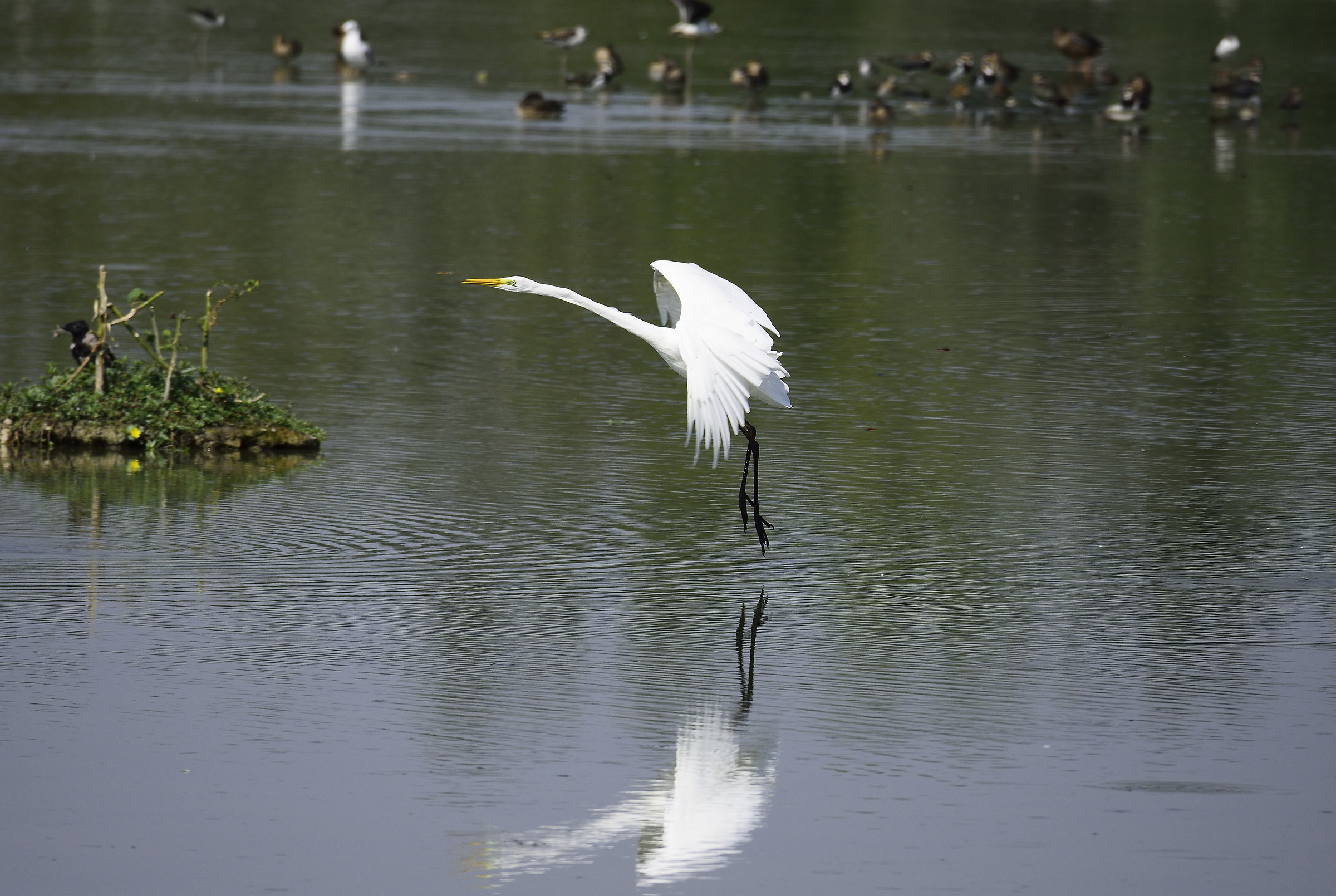 great white heron