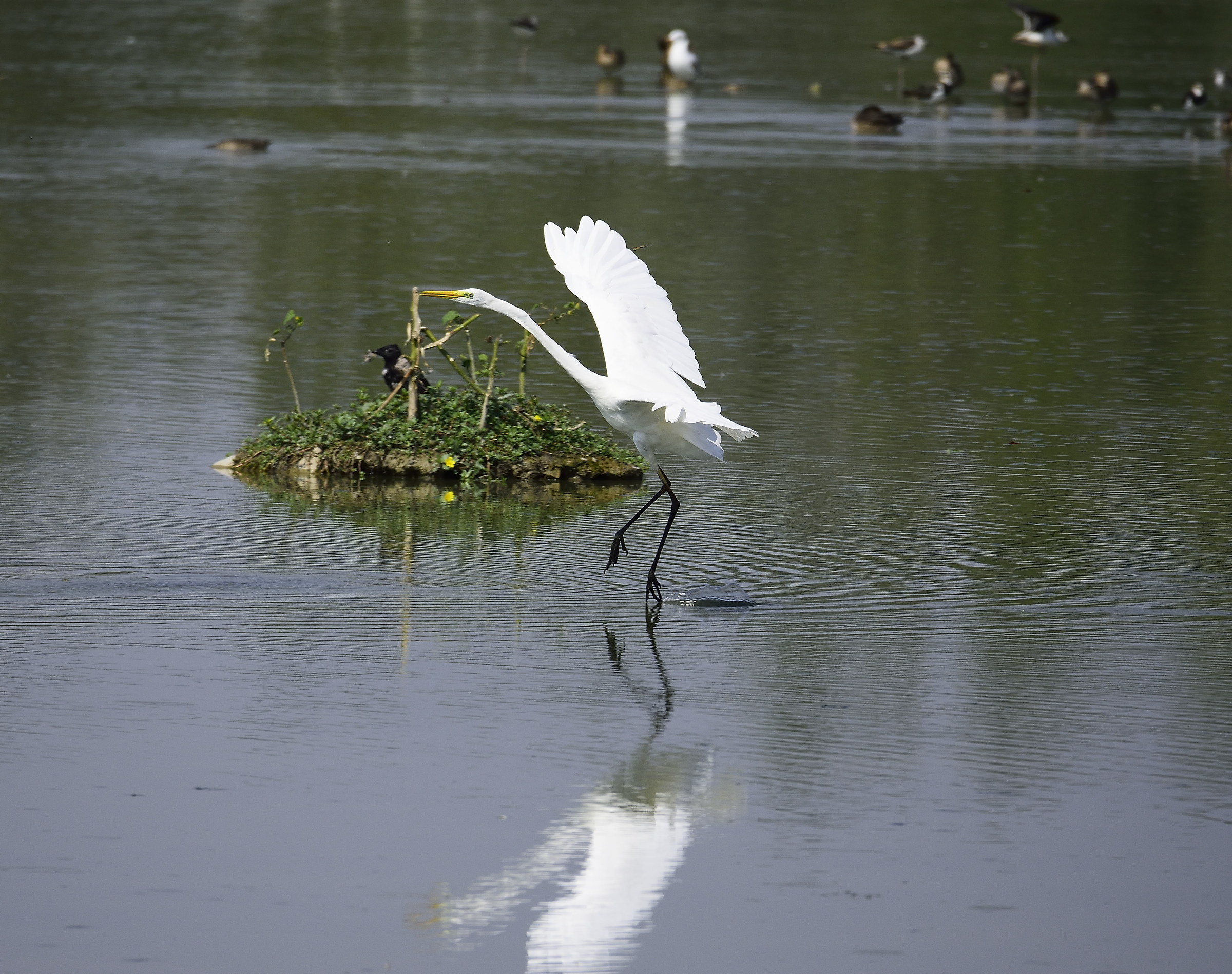 great white heron