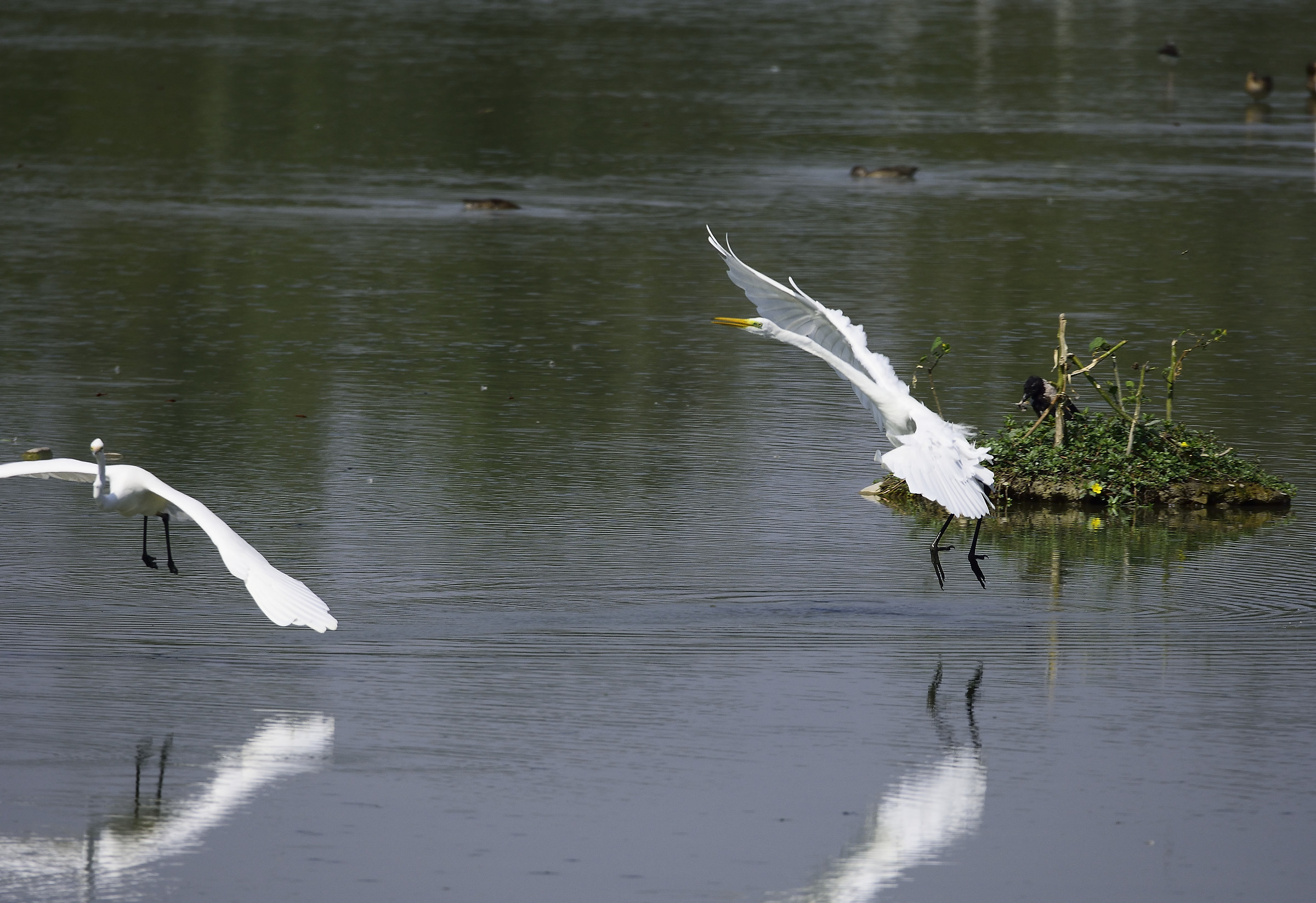 fight between white egrets