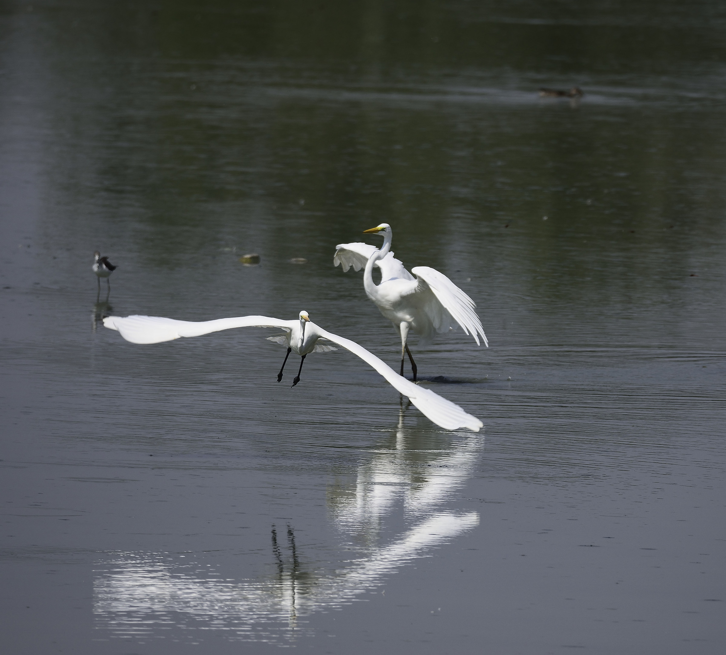 fight between white egrets