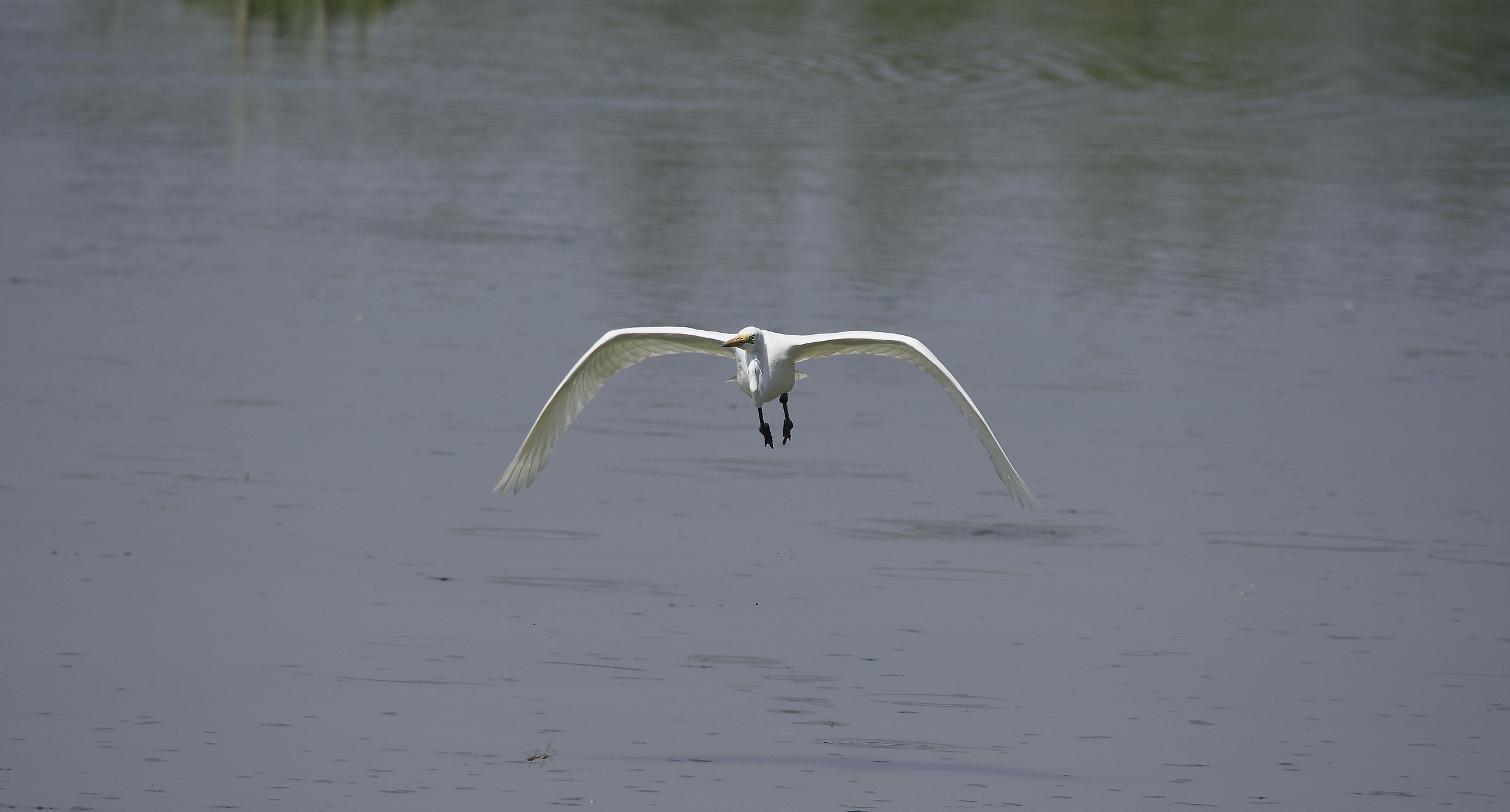 great egret in flight