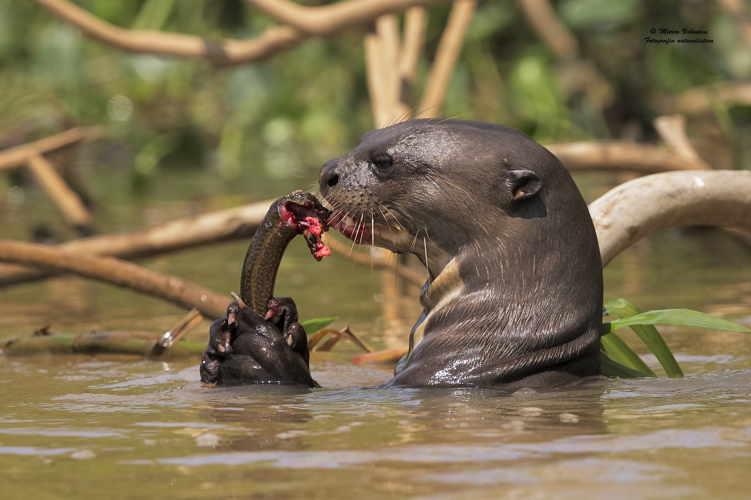 The prey of the Giant Otter
