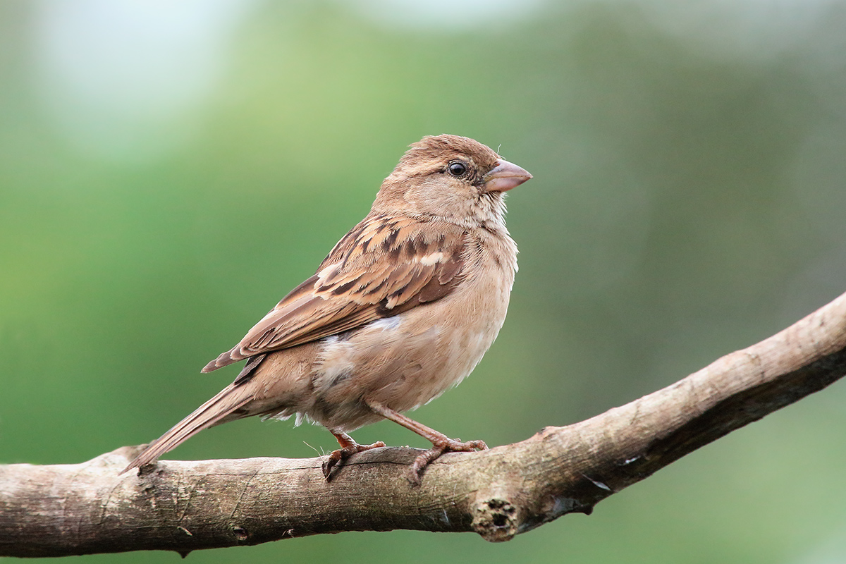 House Sparrow, Female.