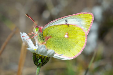 Colias phicomone