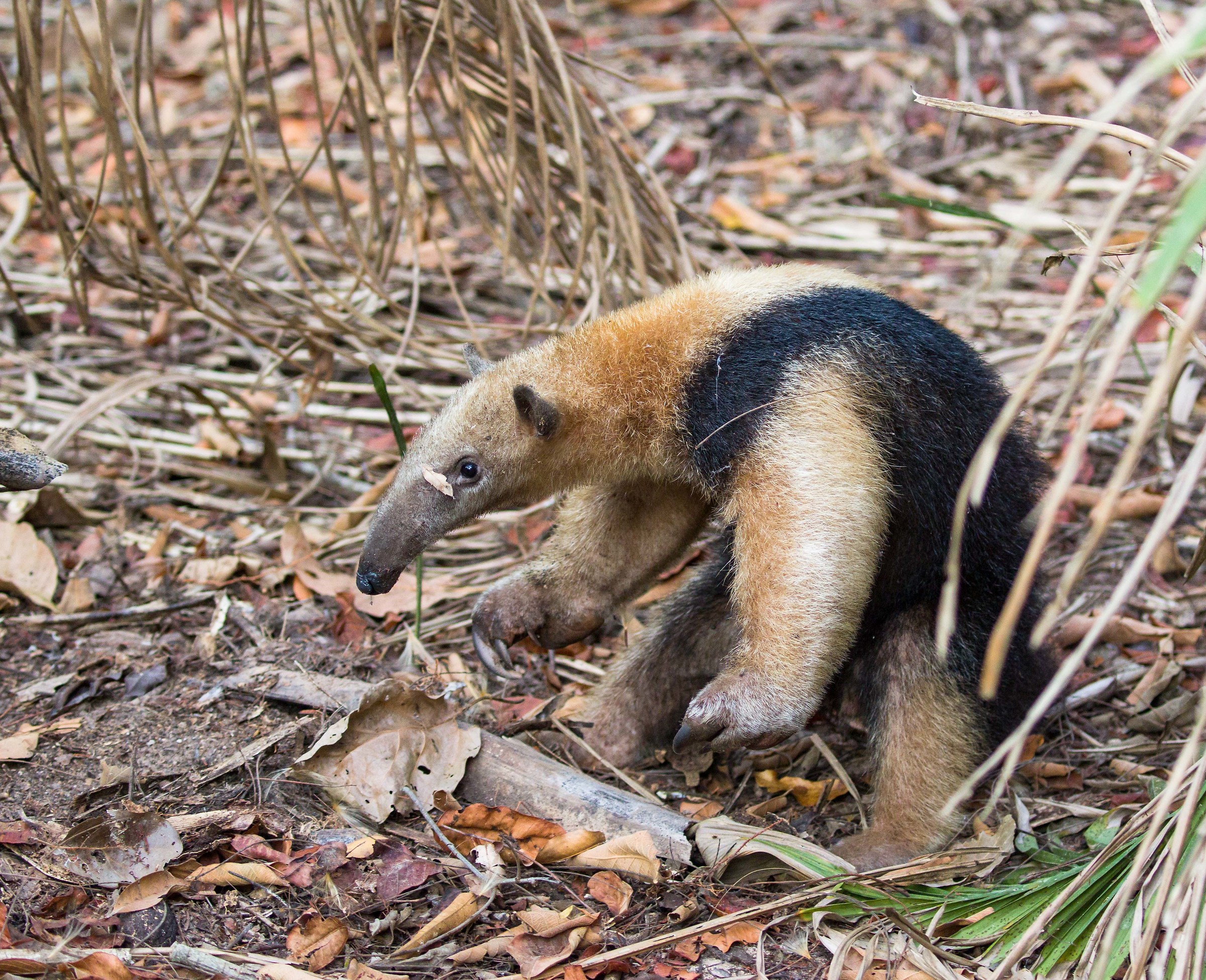 Anteater Southern tamandua