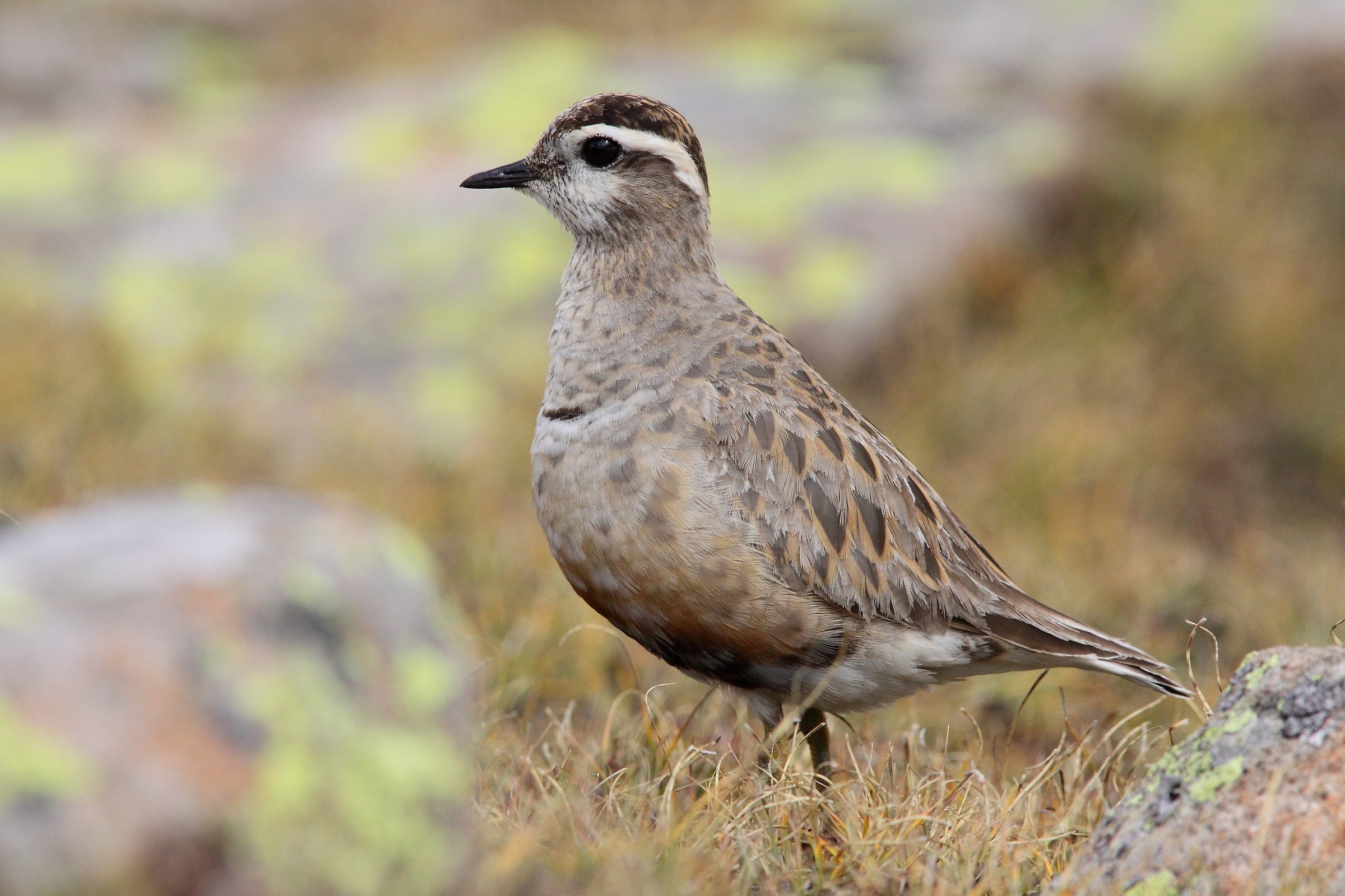 dotterel