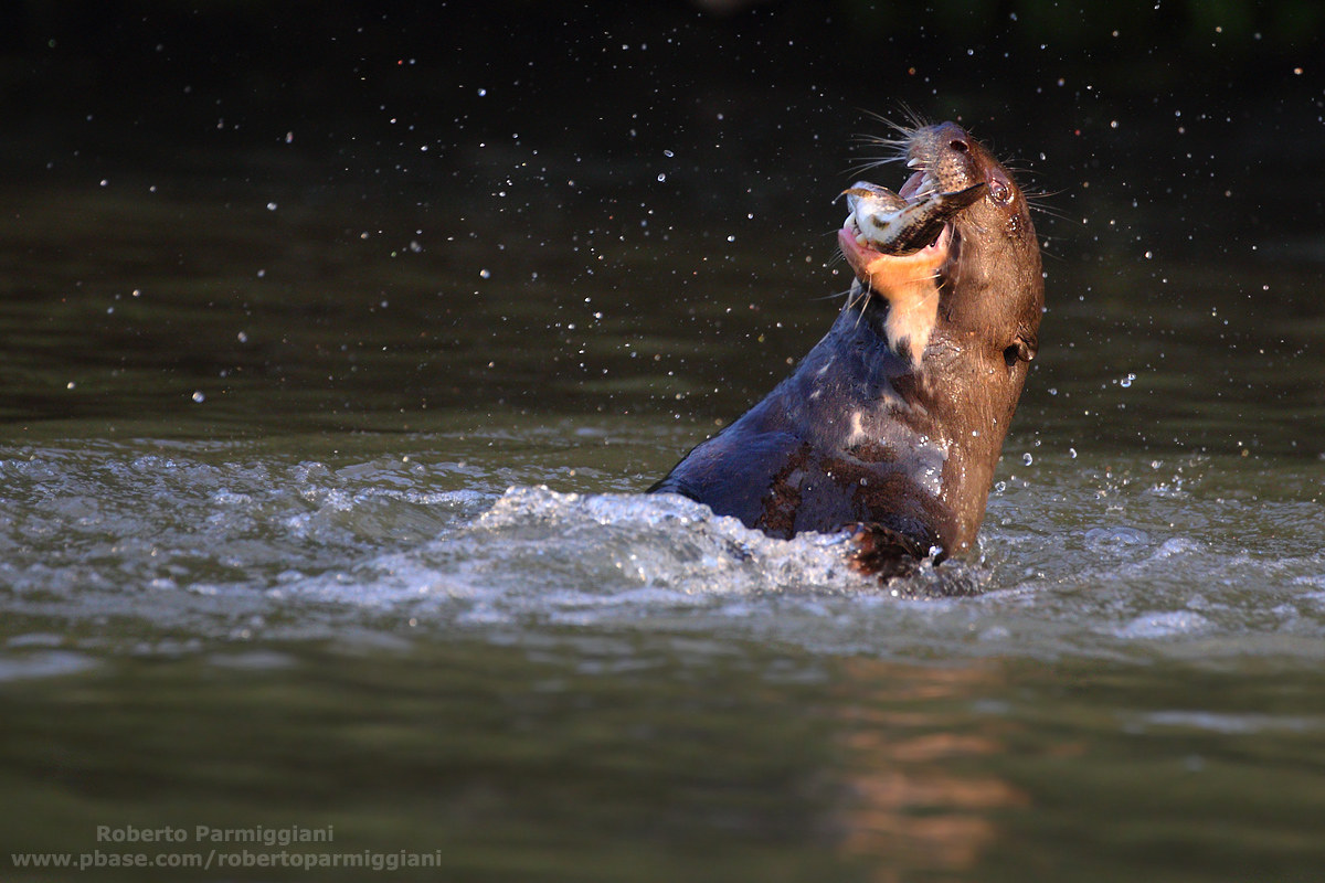 Formidable caccciatrice (Giant Otter)