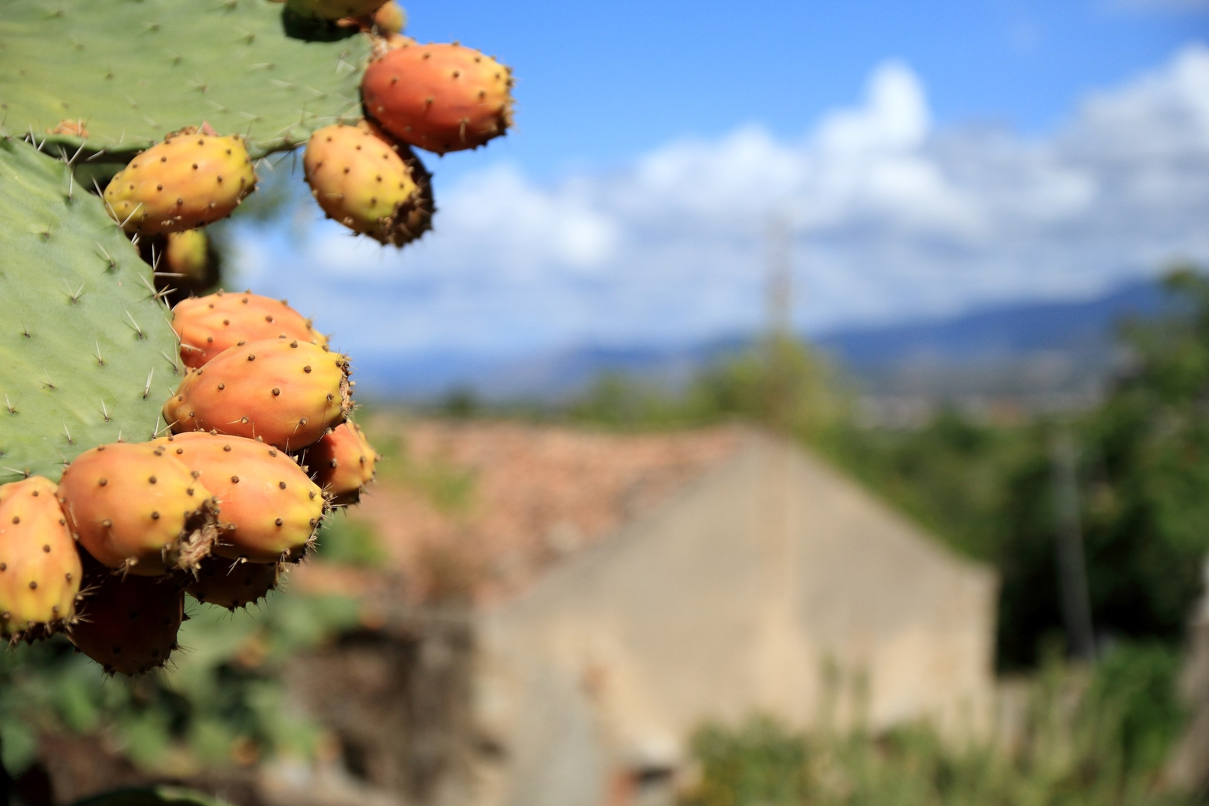 Prickly pear