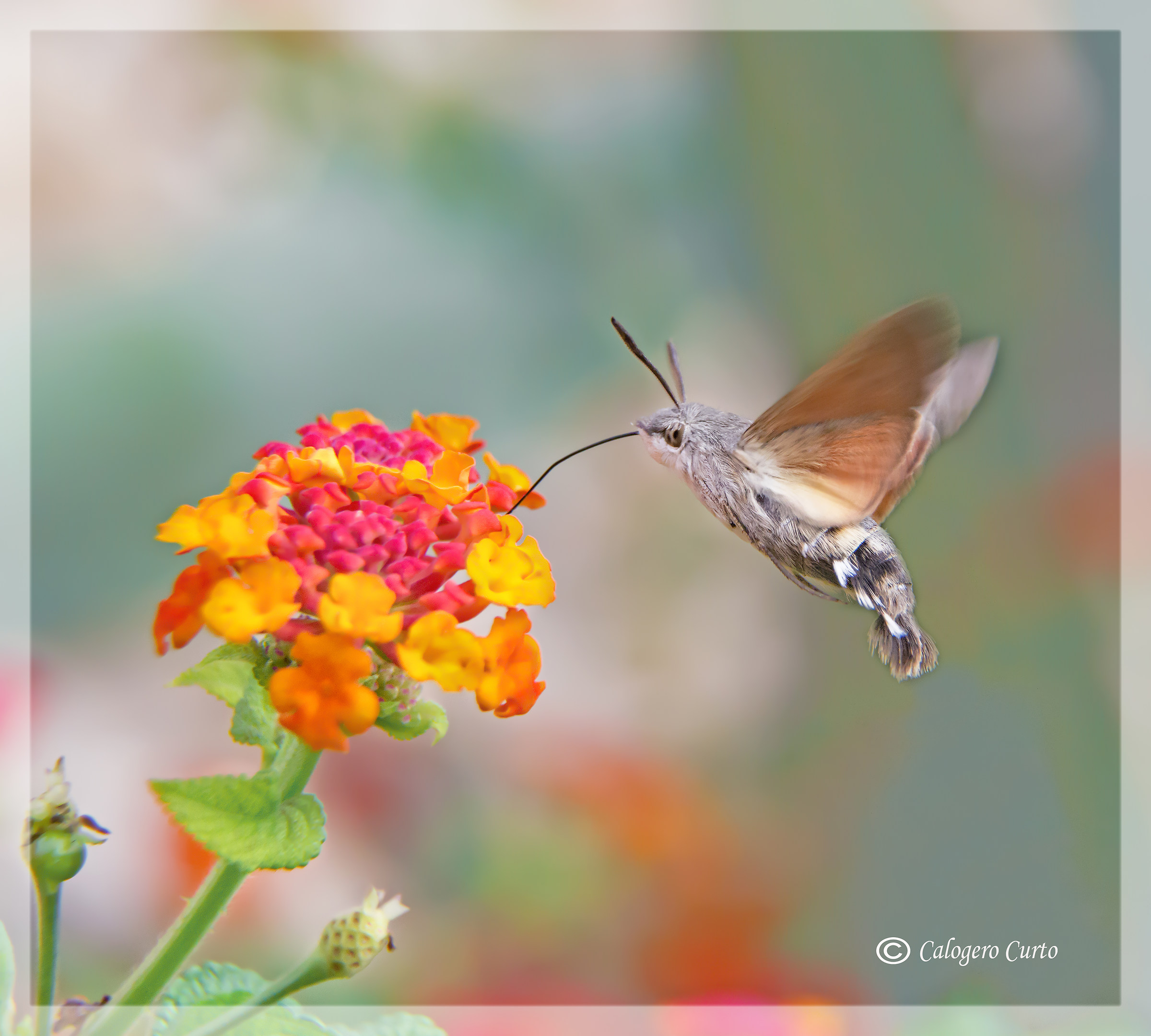 Butterfly hummingbird '