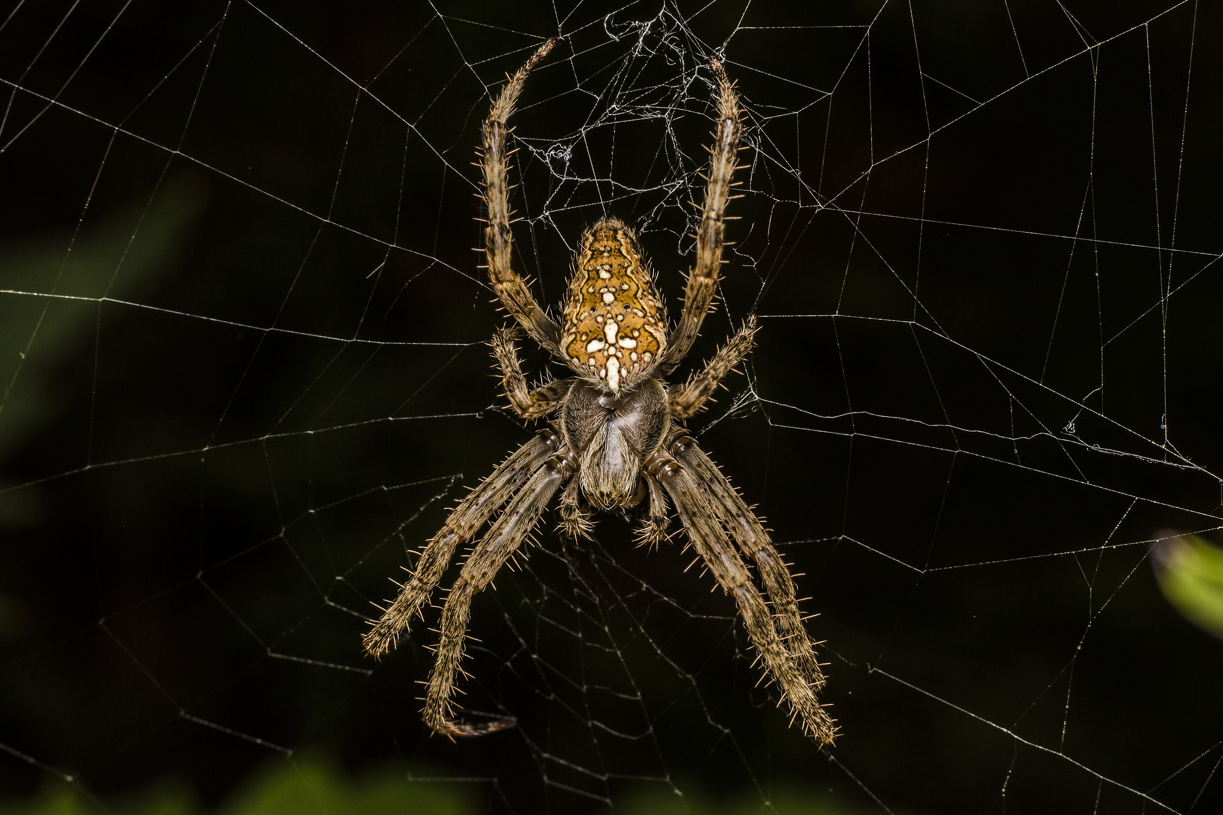 Spider on cobweb (Araneus diadematus)