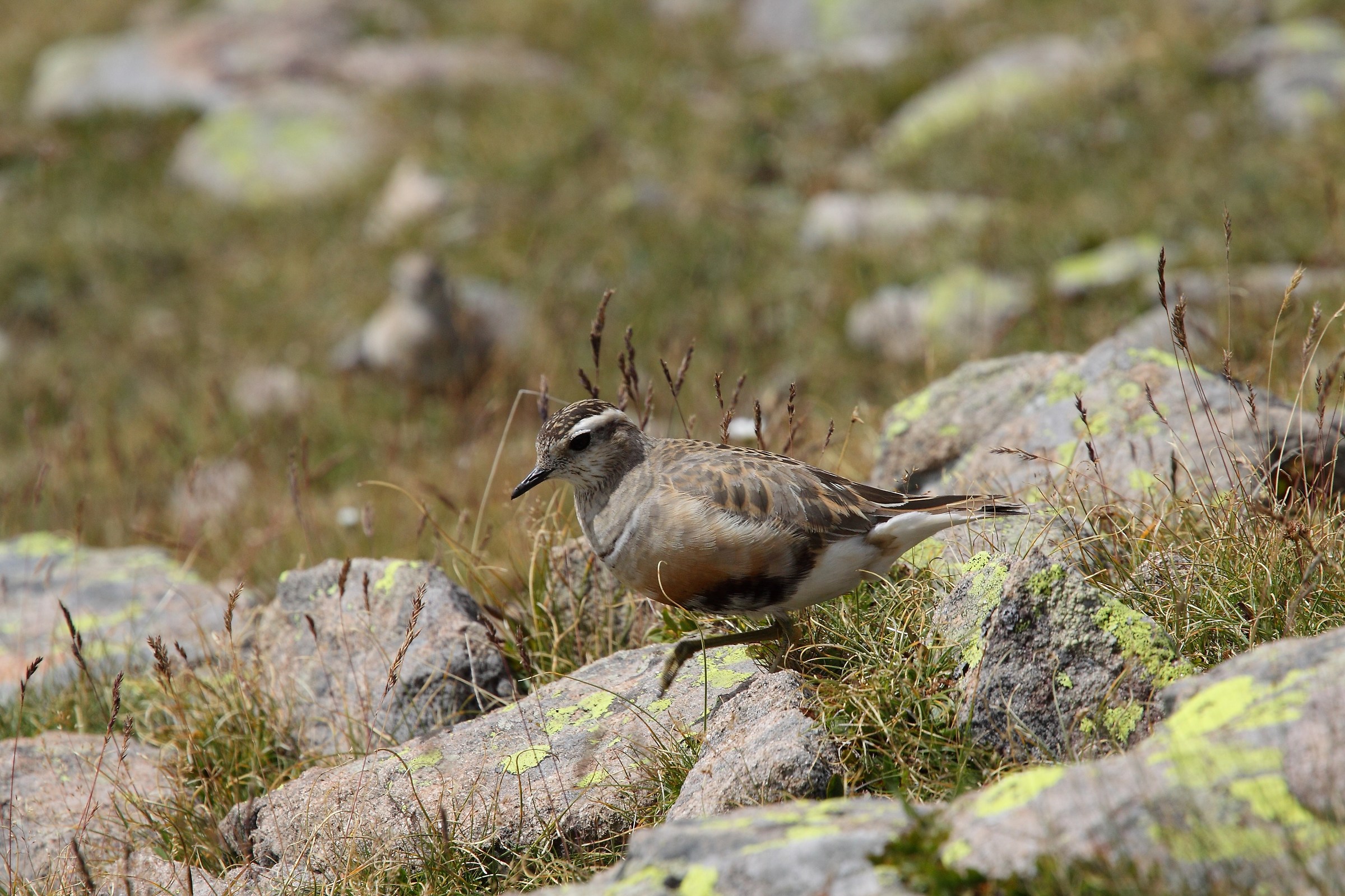 dotterel
