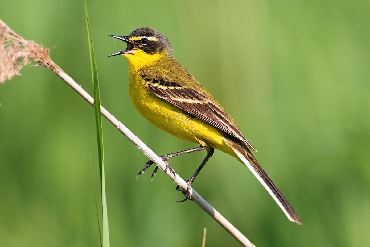 Motacilla flava feldegg