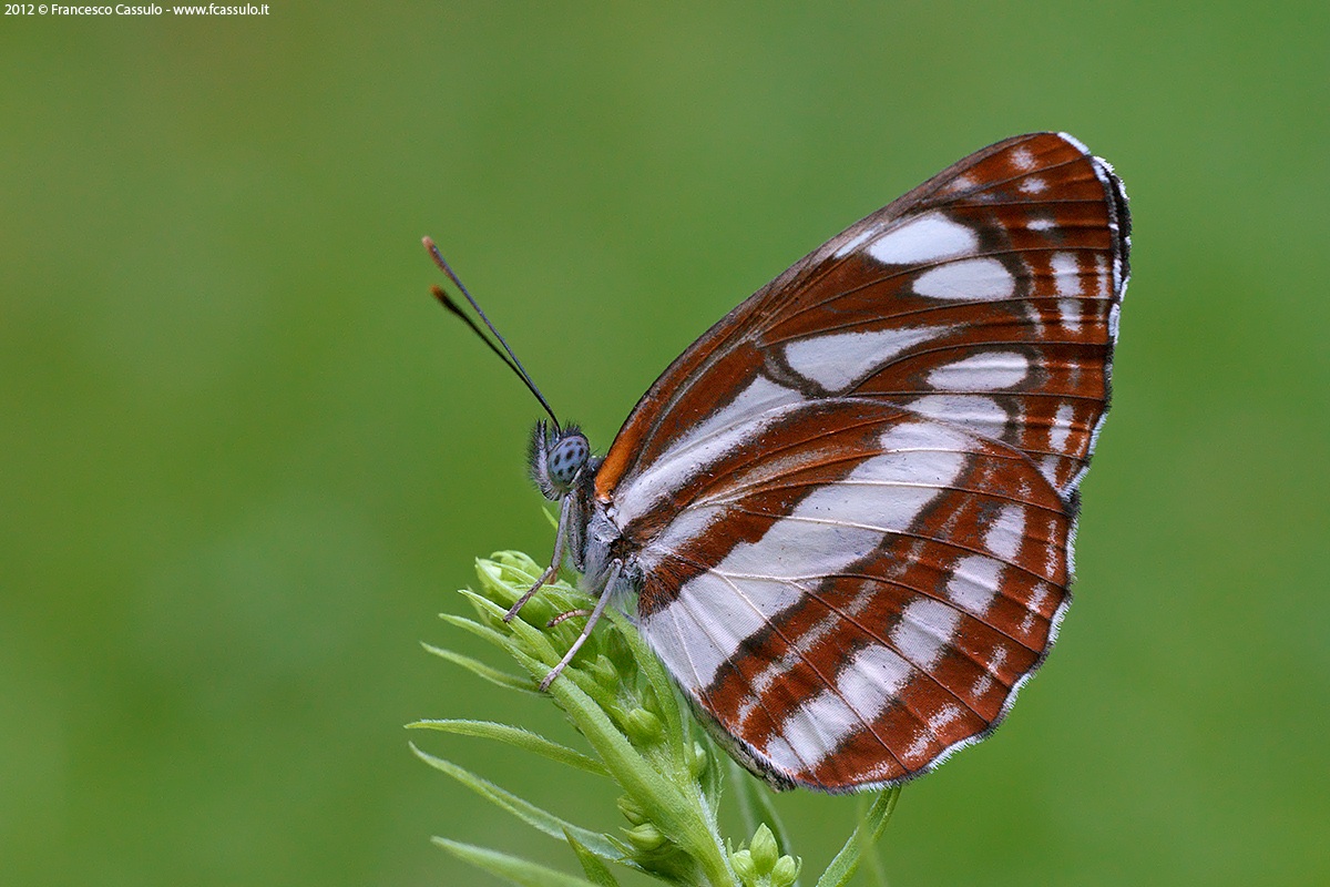 Neptis sappho Pallas,1771