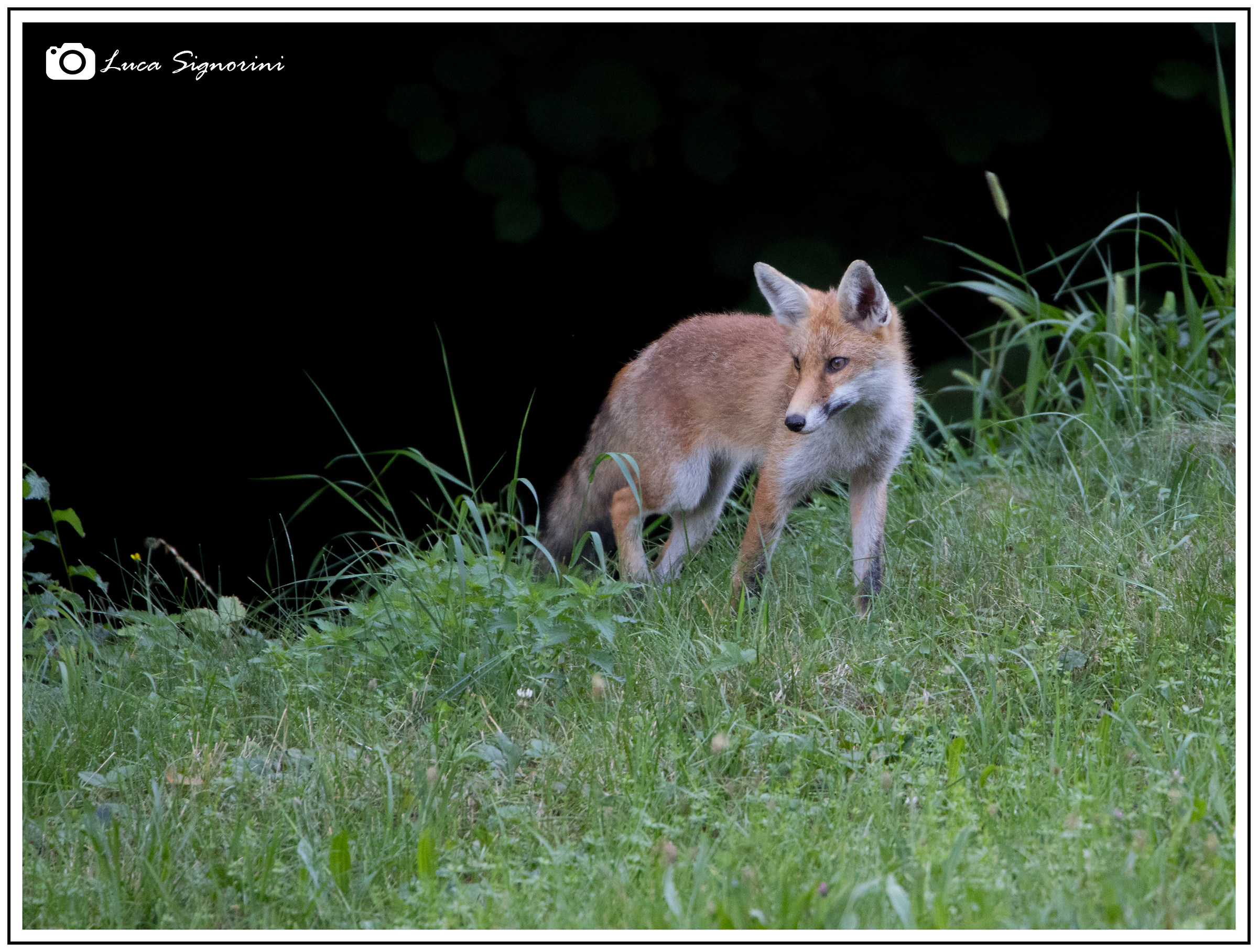 young fox