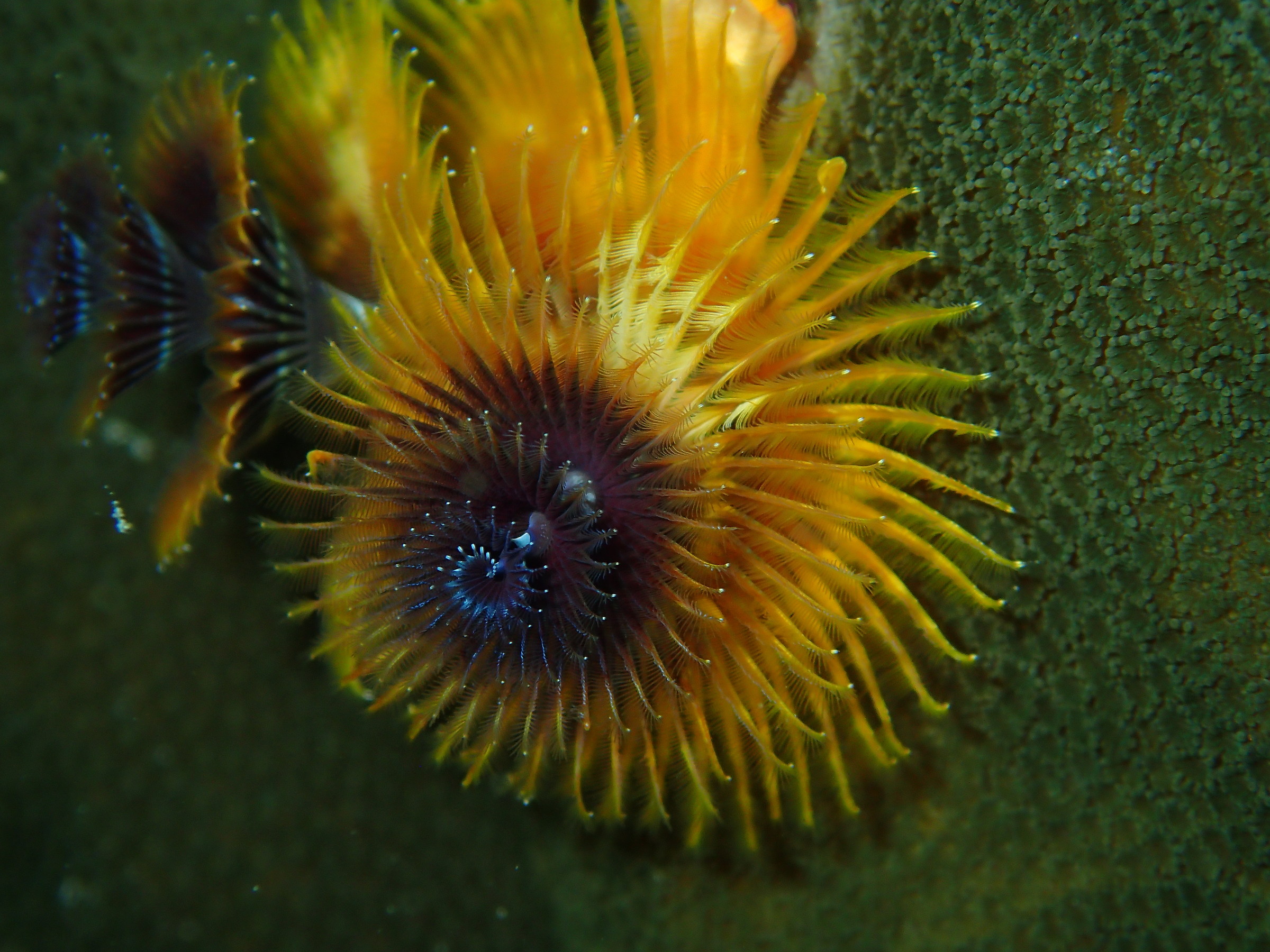 Christmas tree worm
