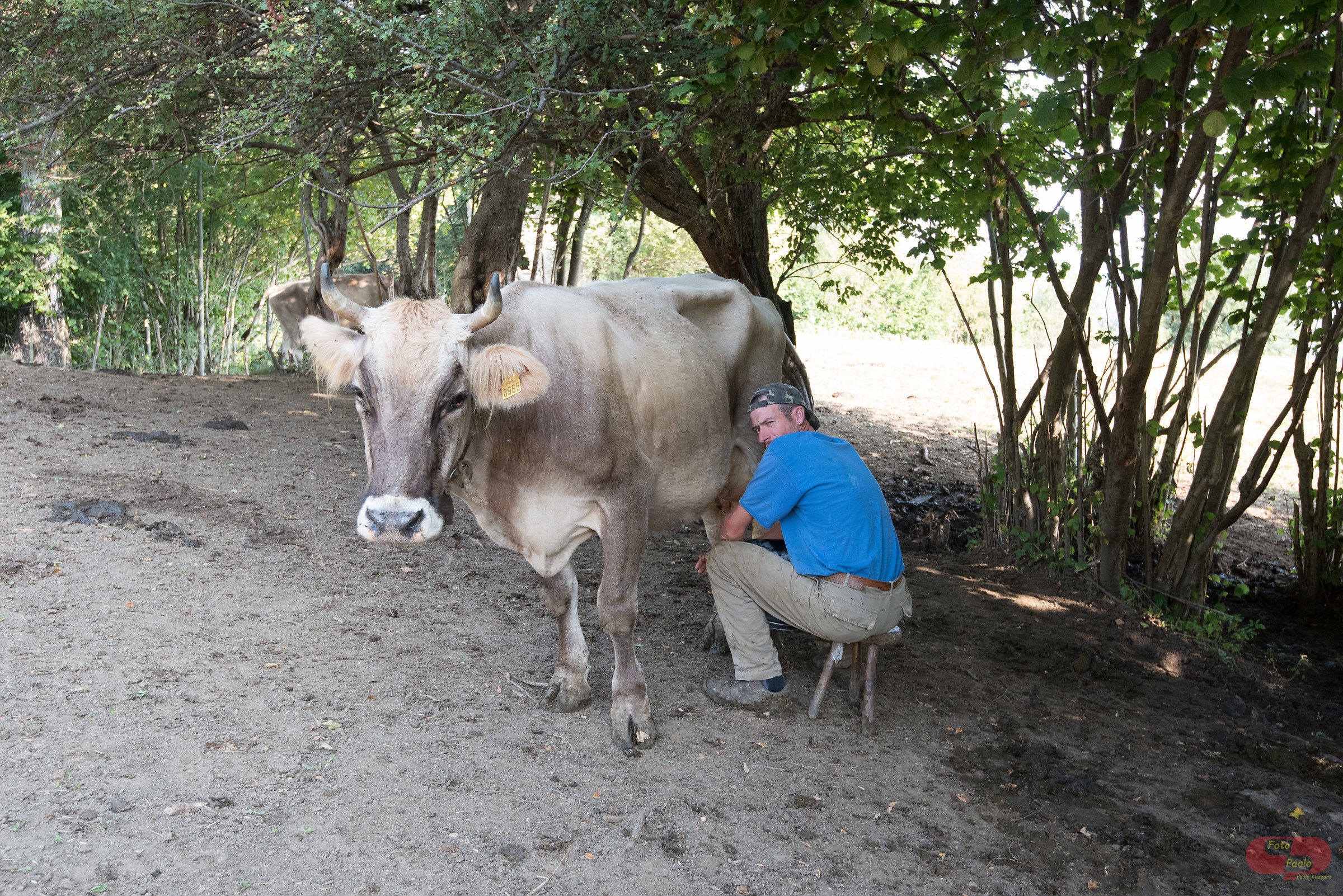 Milking as it once was