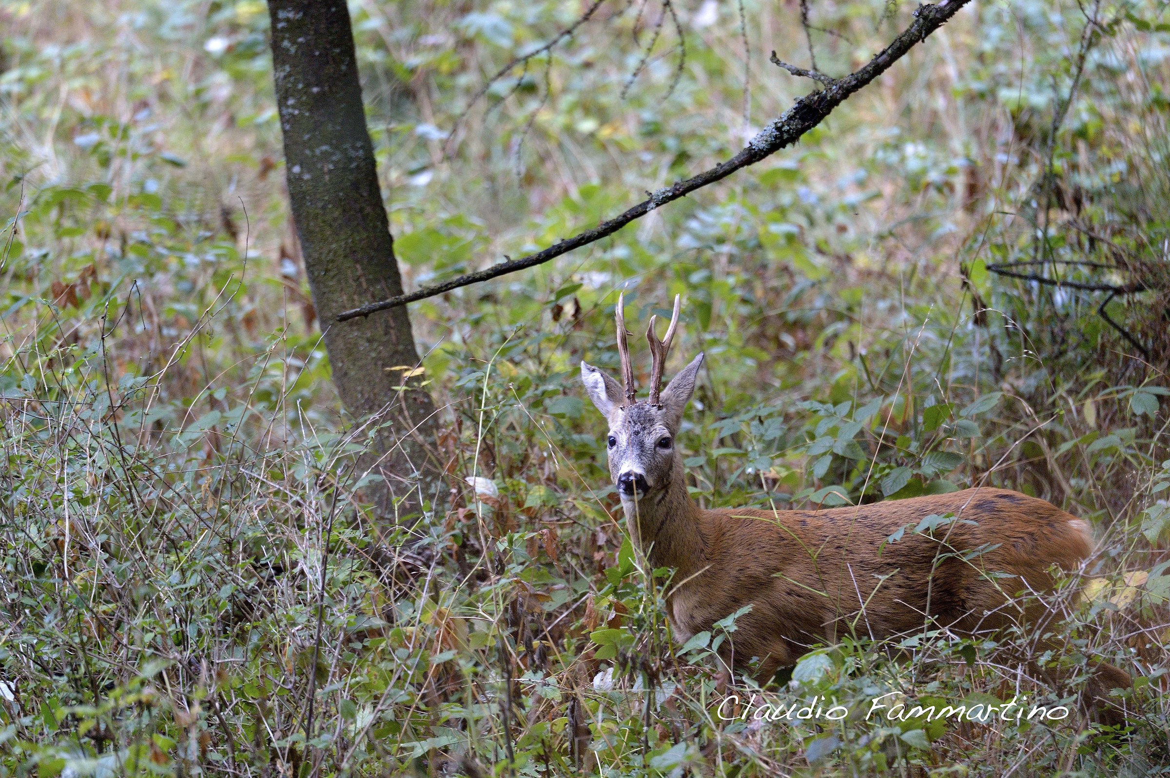 male roe deer