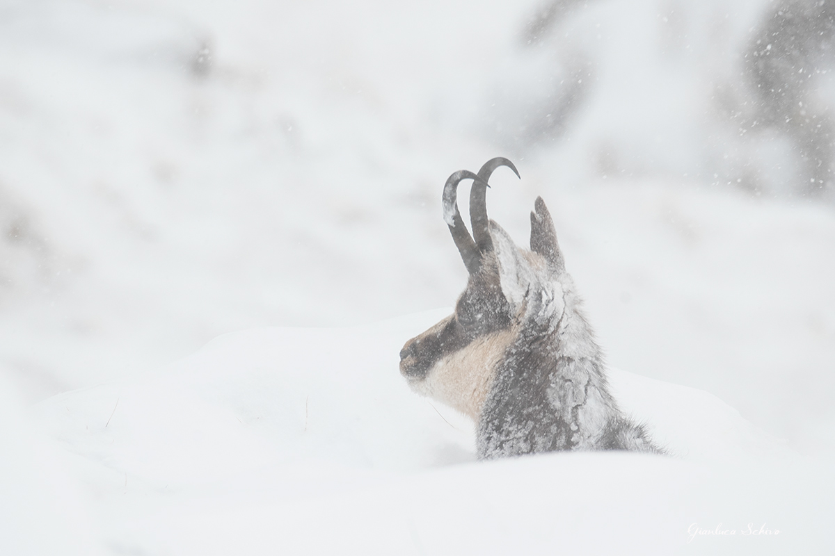 Beccato nella tormenta