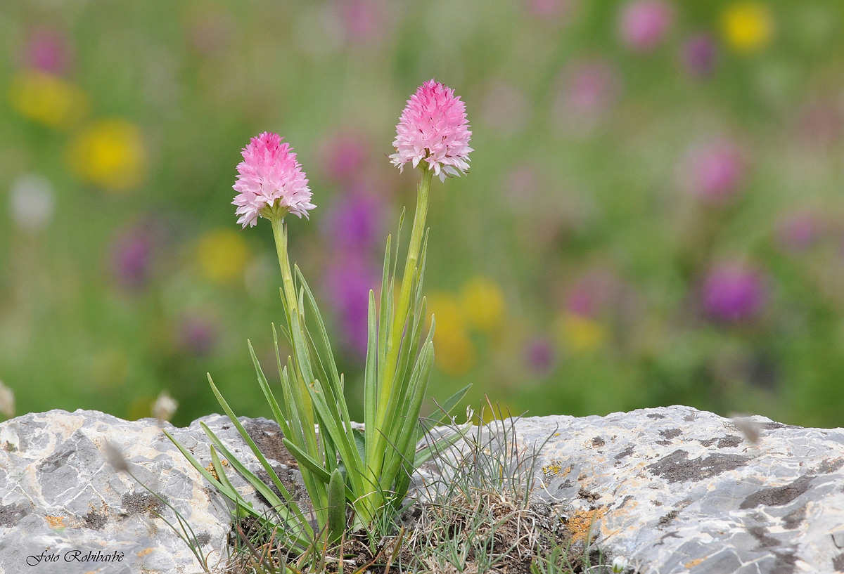 Nigritella rossa...nigritella rubra..