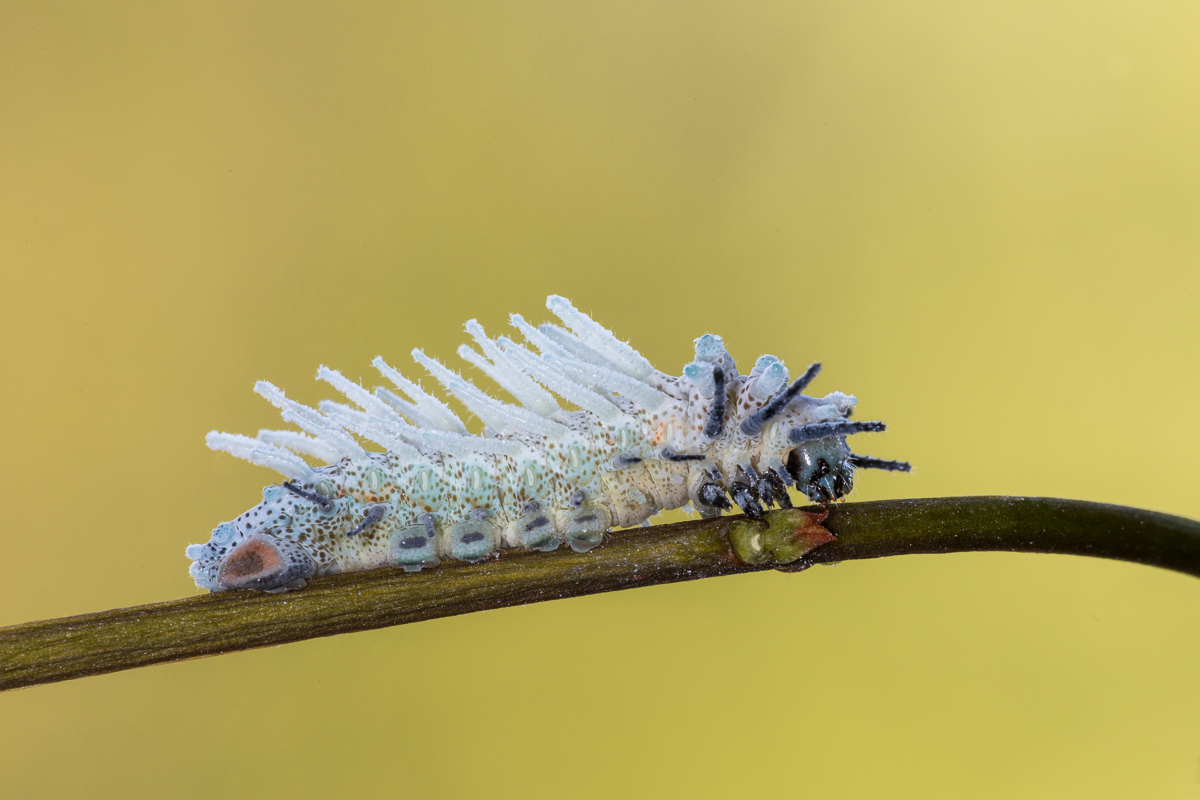 Falena cobra (Attacus atlas) - bruco al quarto stadio