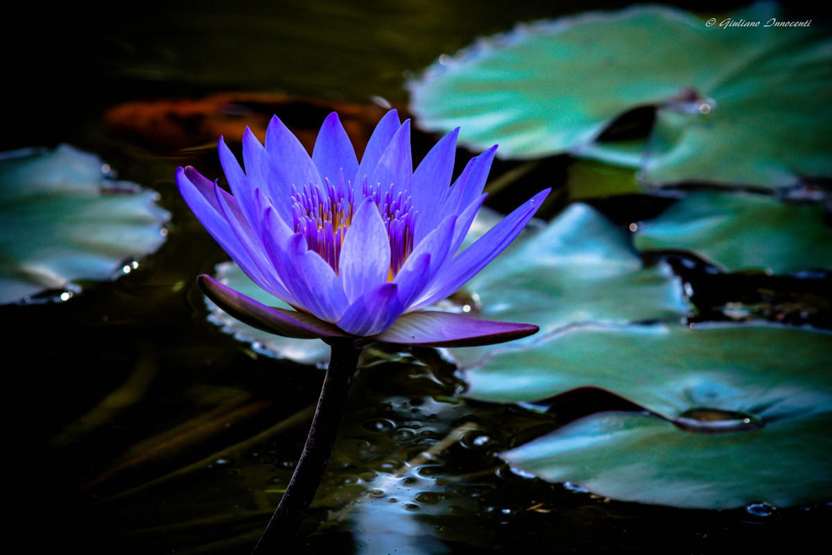 blue water lily