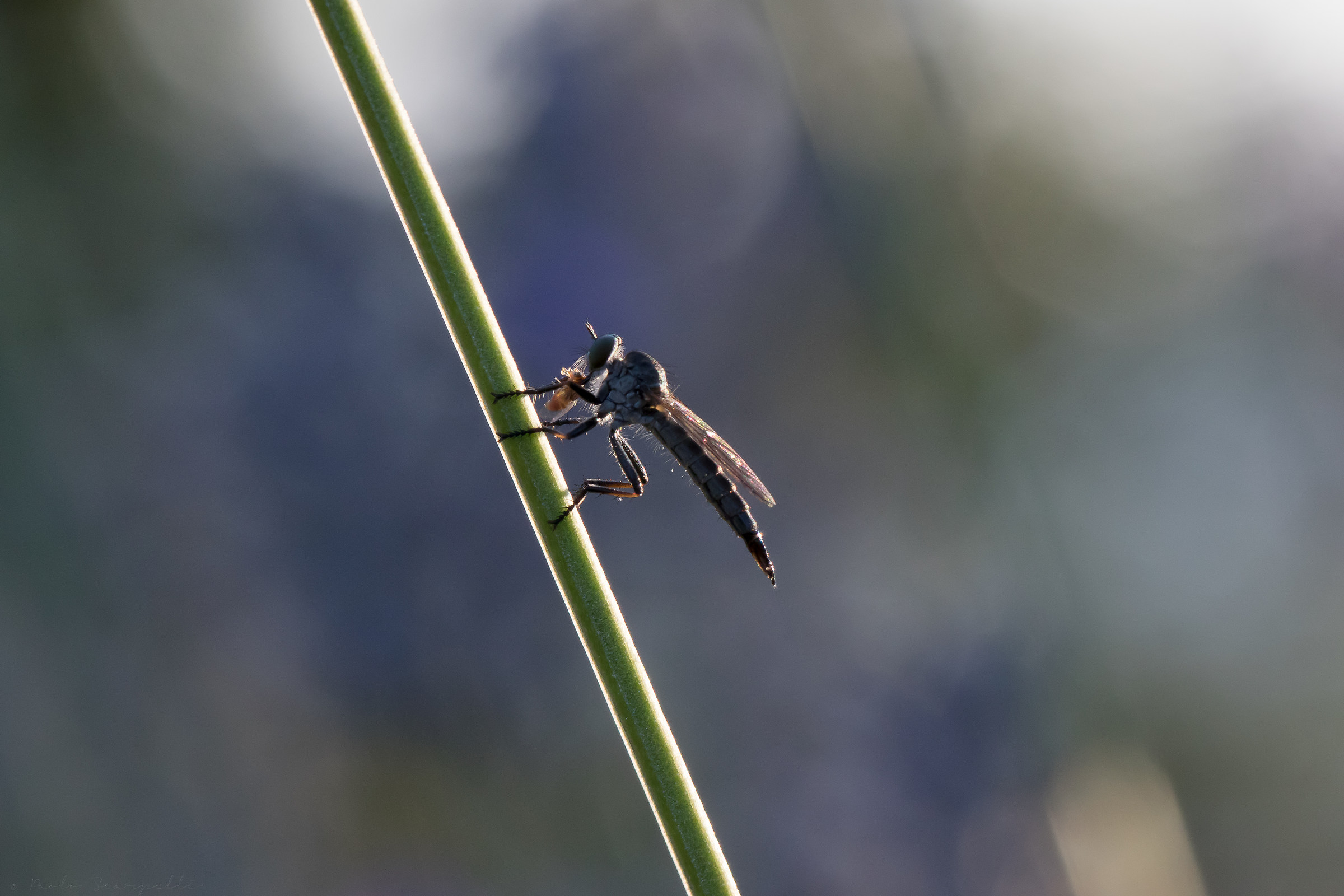 Female robber fly
