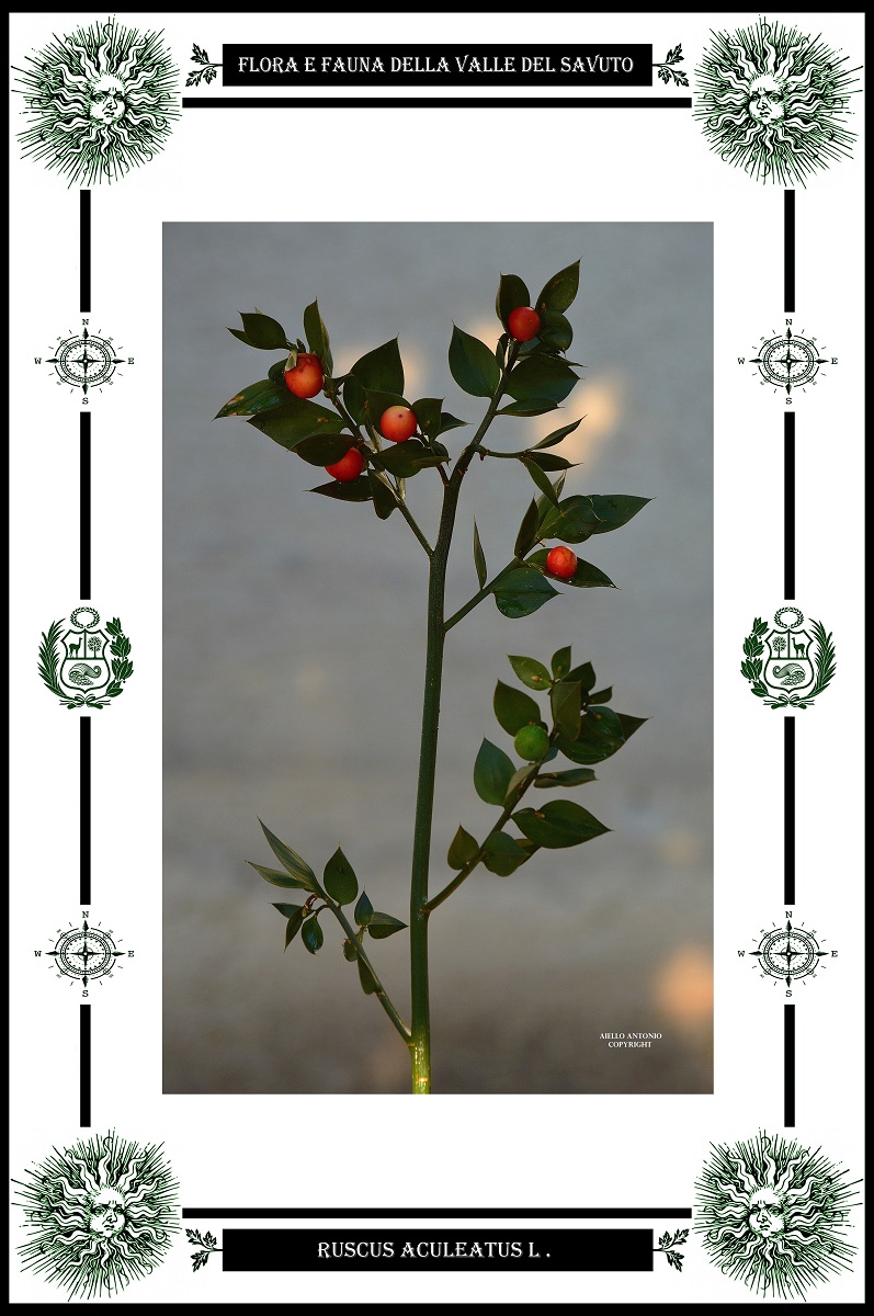 Ruscus aculeatus L.