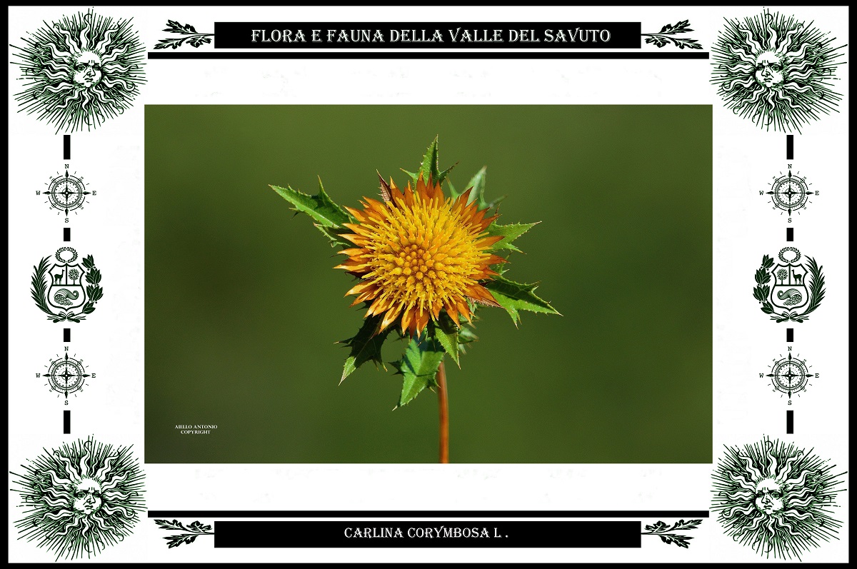 Carlina corymbosa L.