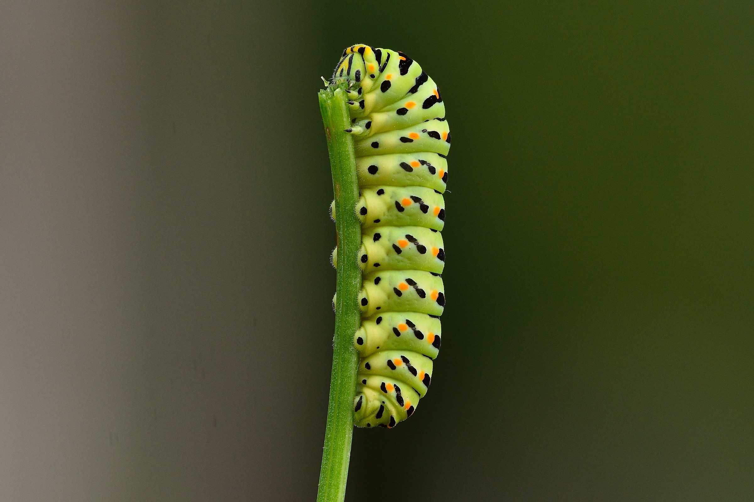 caterpillars