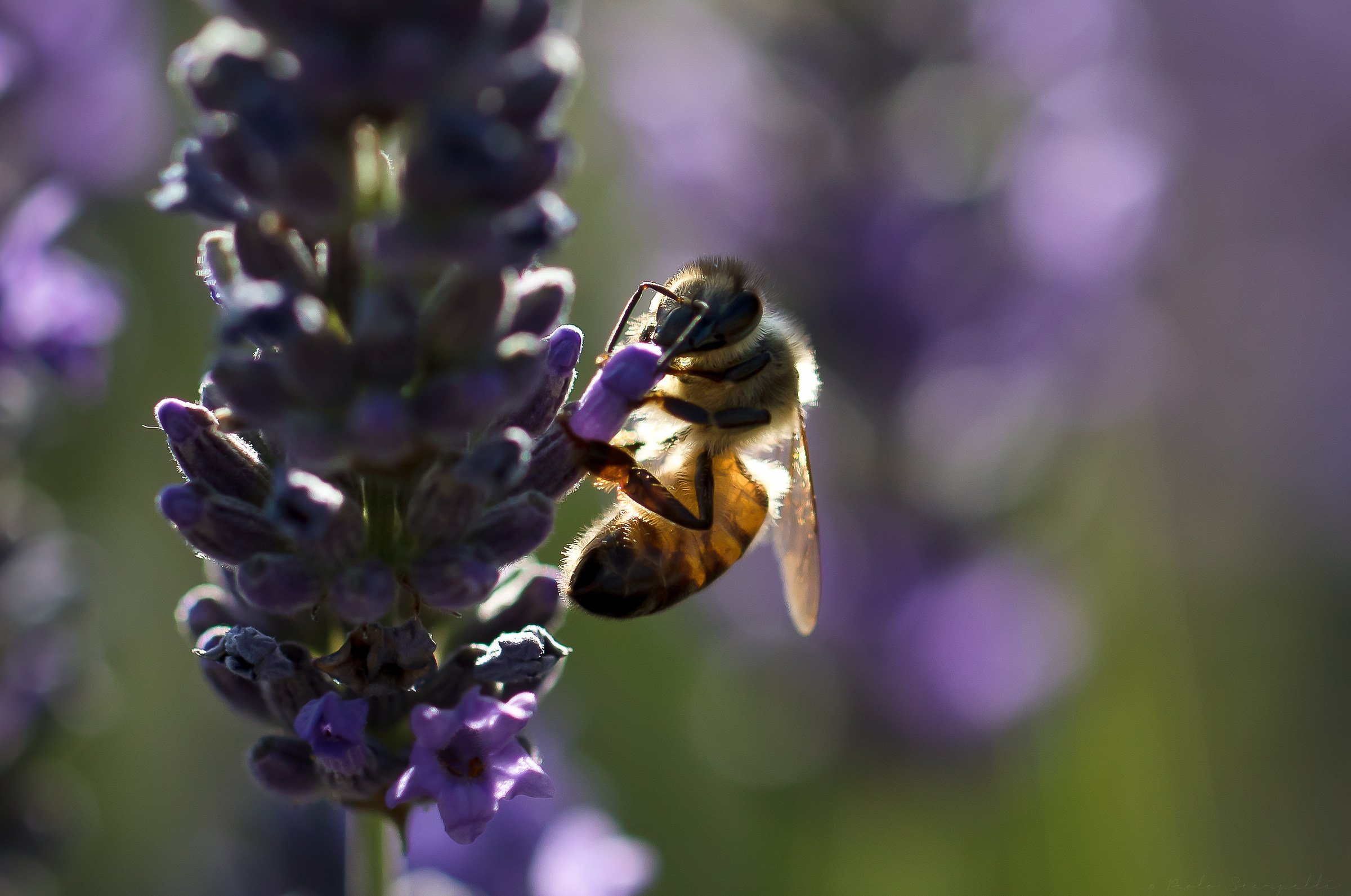 Last lavender flowers