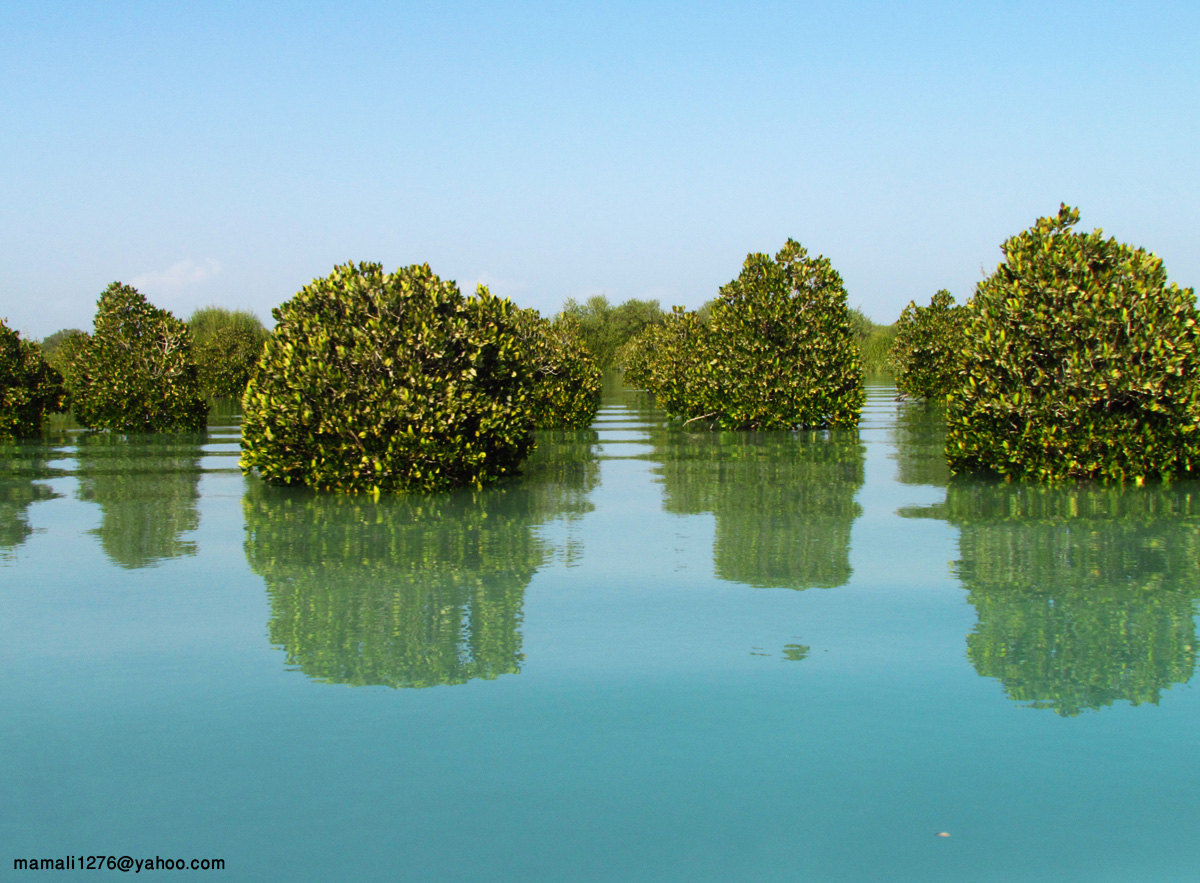 Golfo Persico-Harra giungla