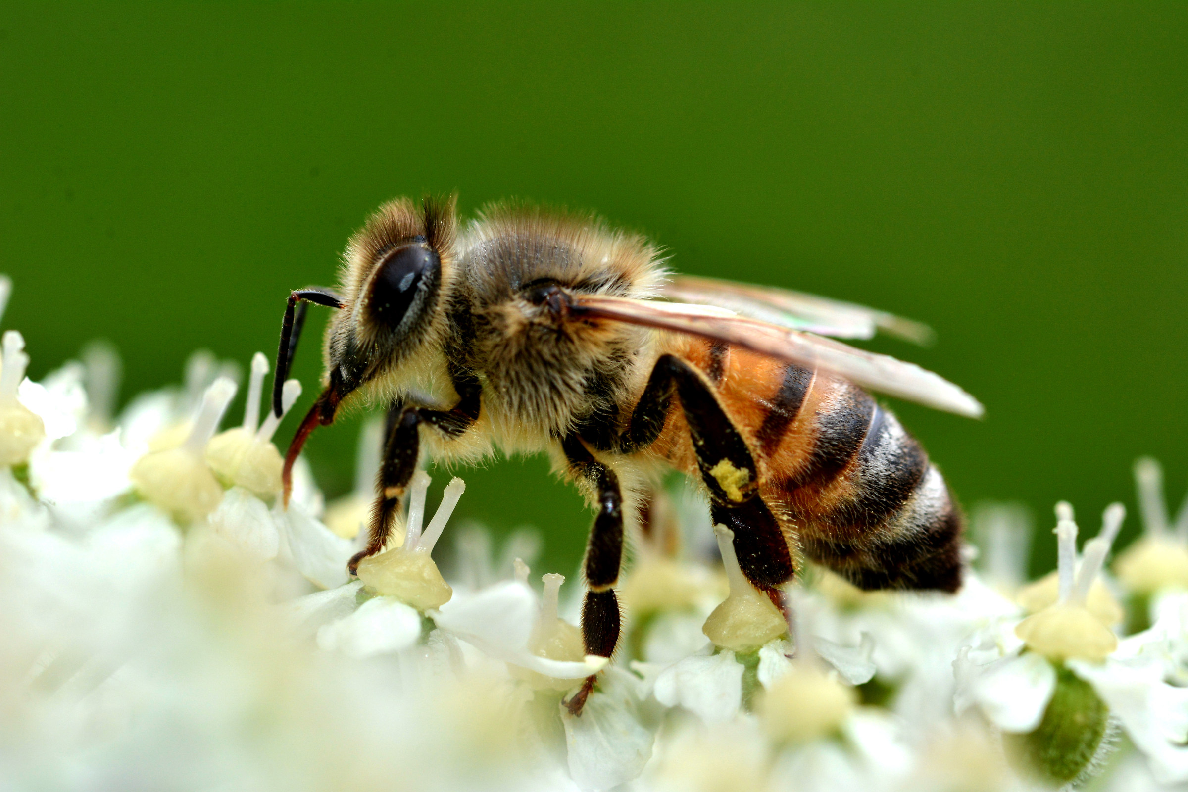 Bee