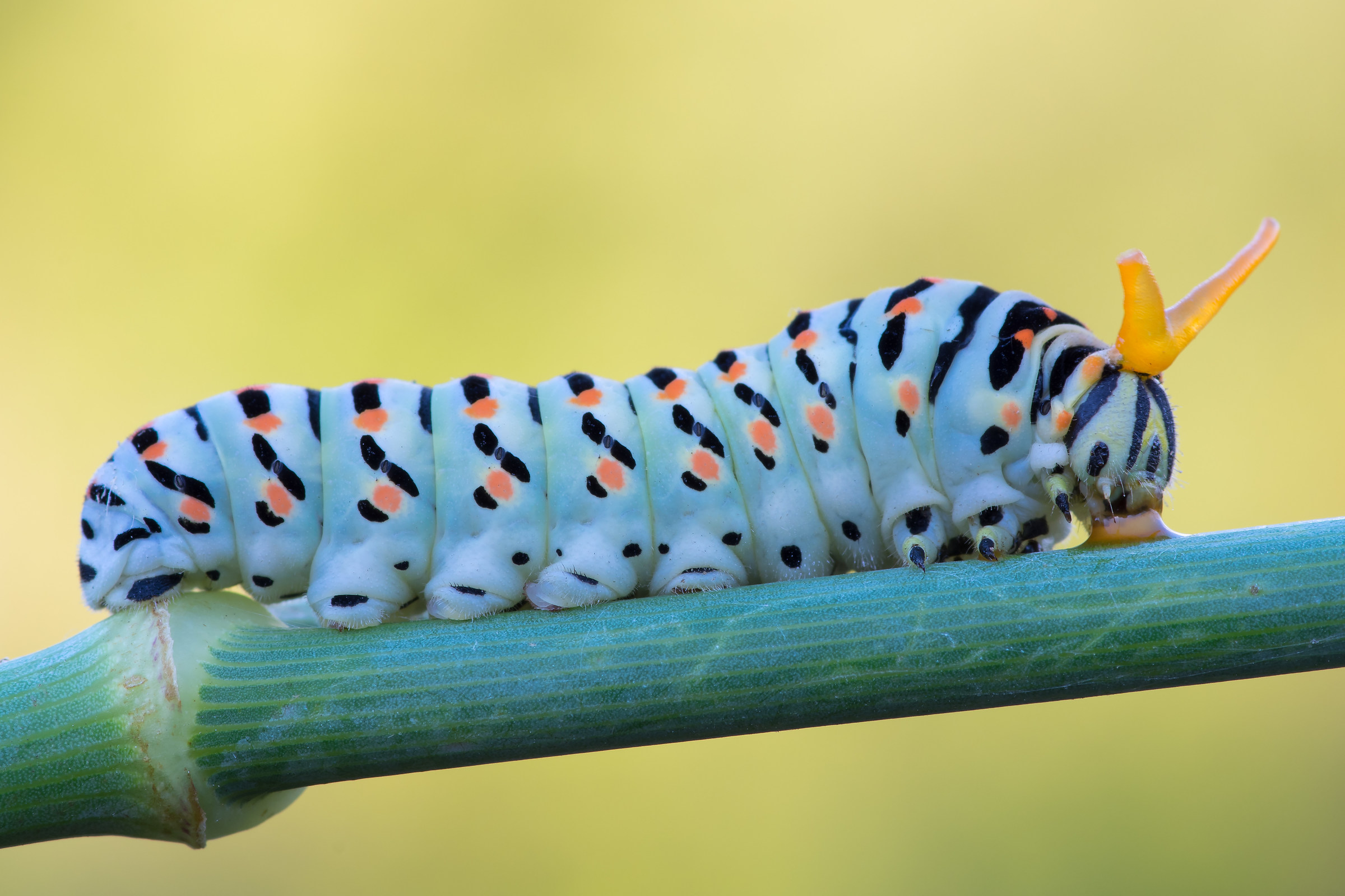 Caterpillar Papilio machaon with osmeterium estroflesso