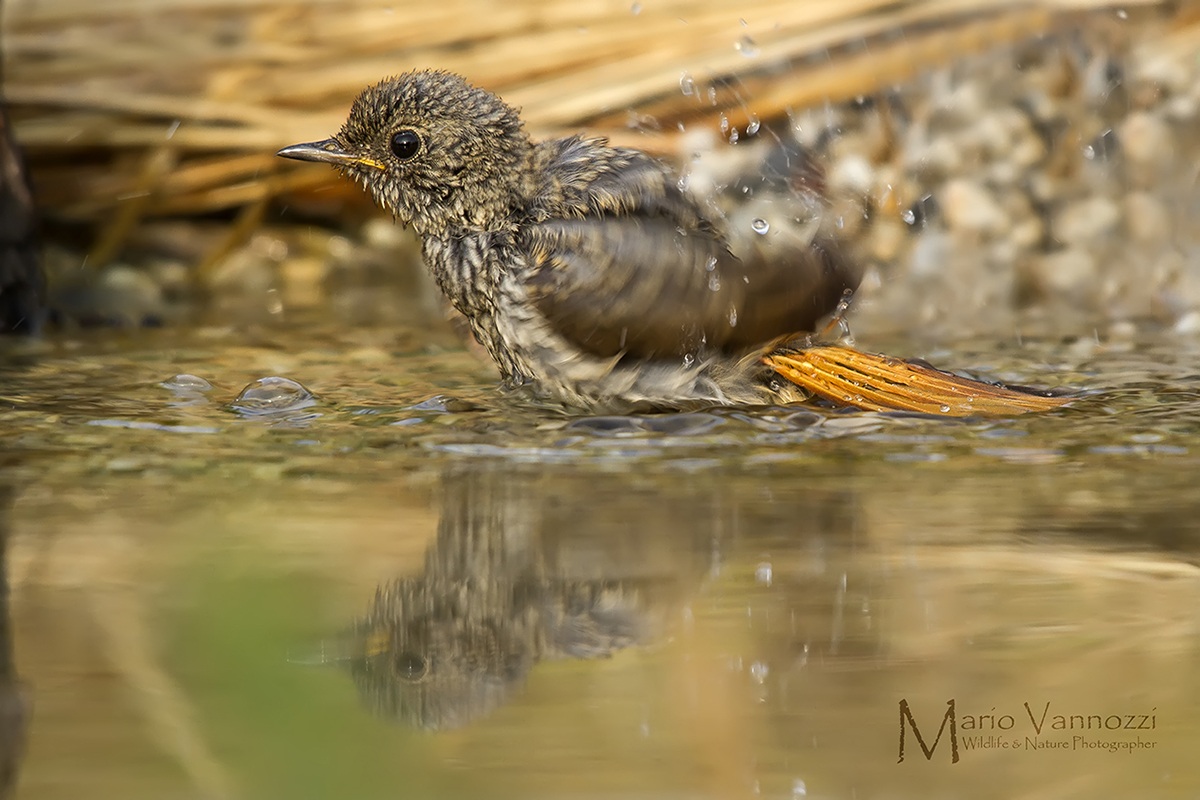 Codirosso femmina giovane al bagno