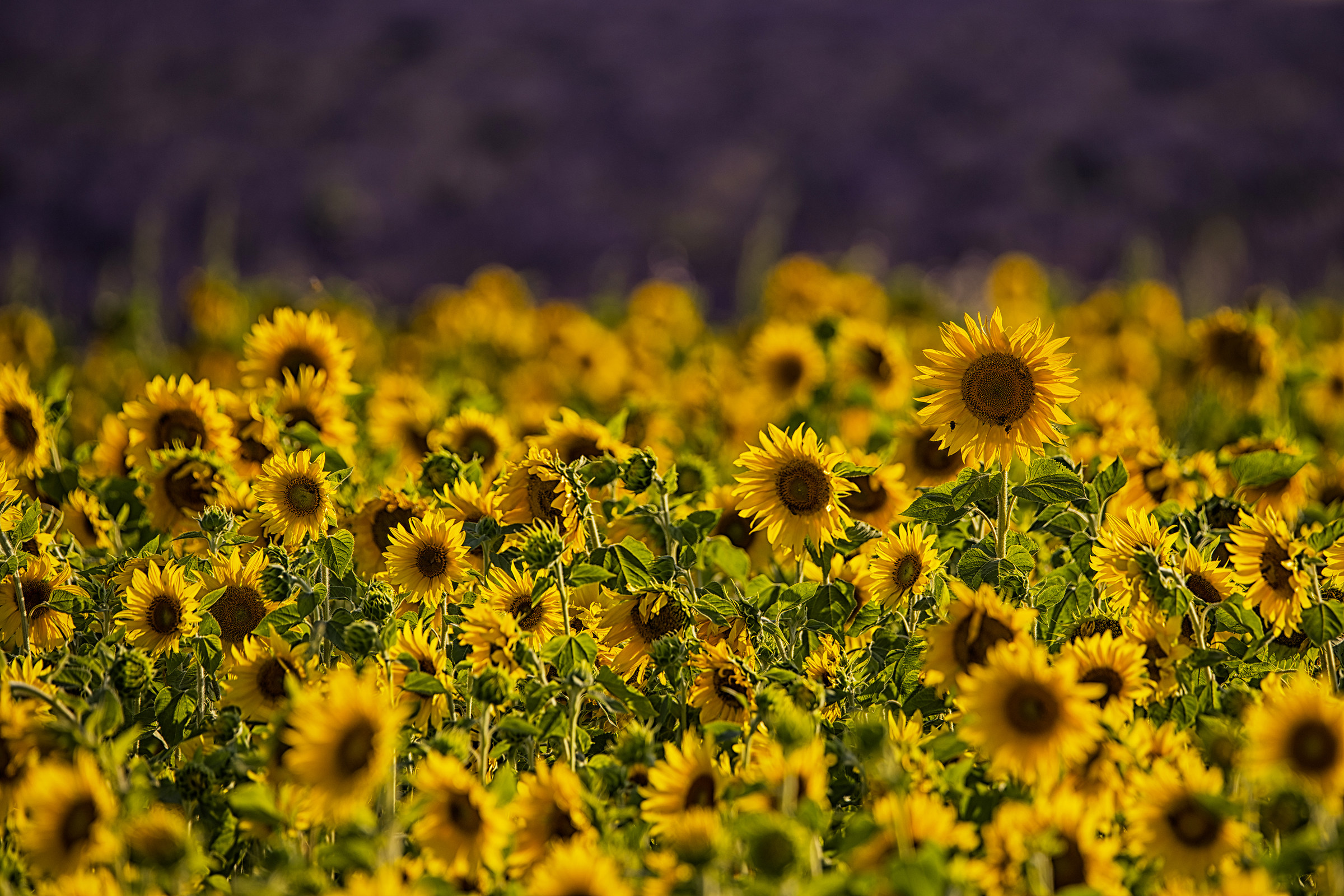 Provenza Luglio 2016