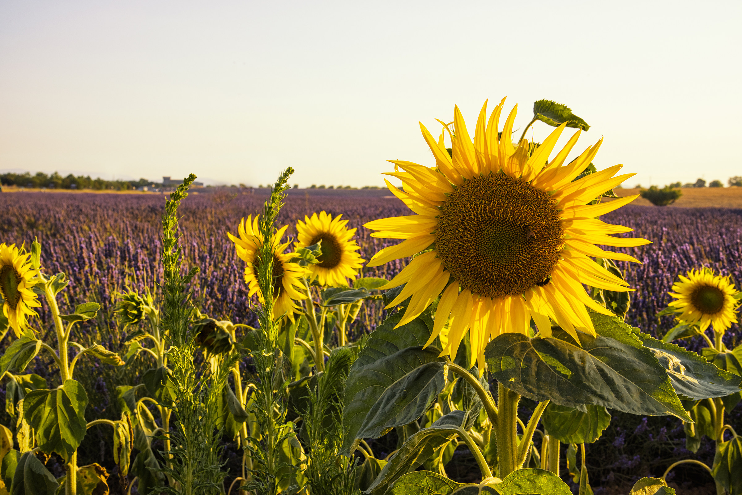 Provenza Luglio 2016