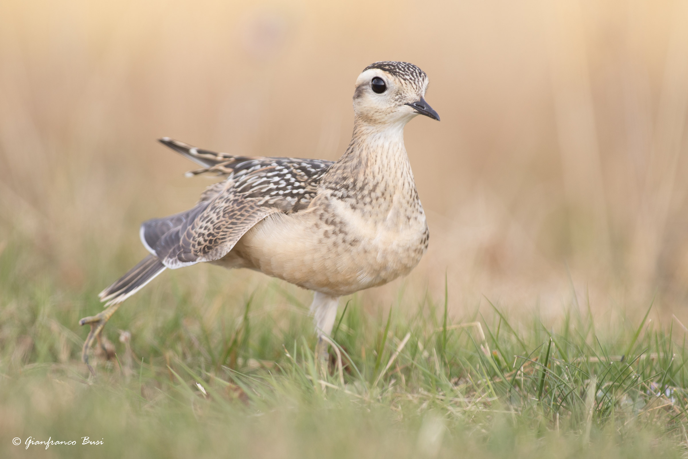 Dotterel - charadrius morinellus