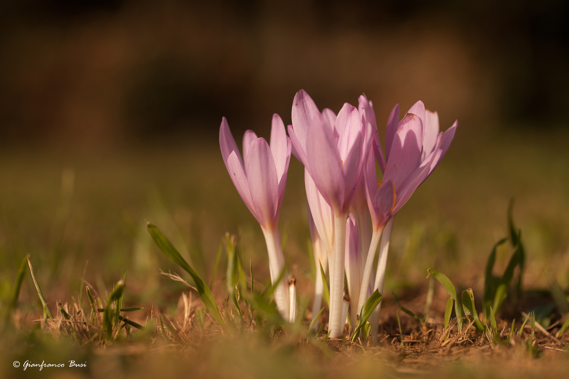 Colchicum autumnale