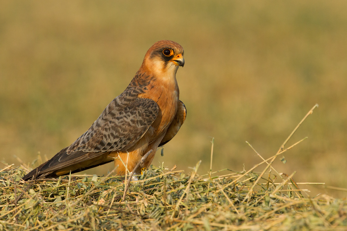 Red-footed Falcon F