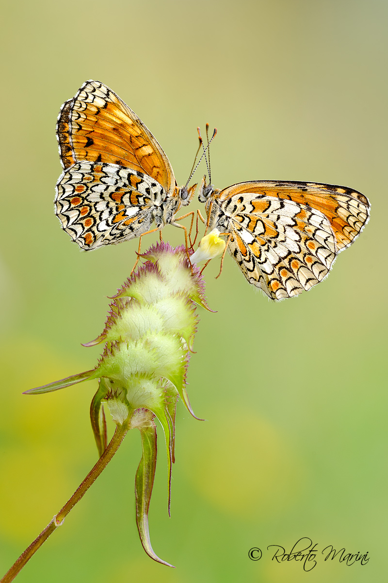 Antenne: Prove di trasmissione