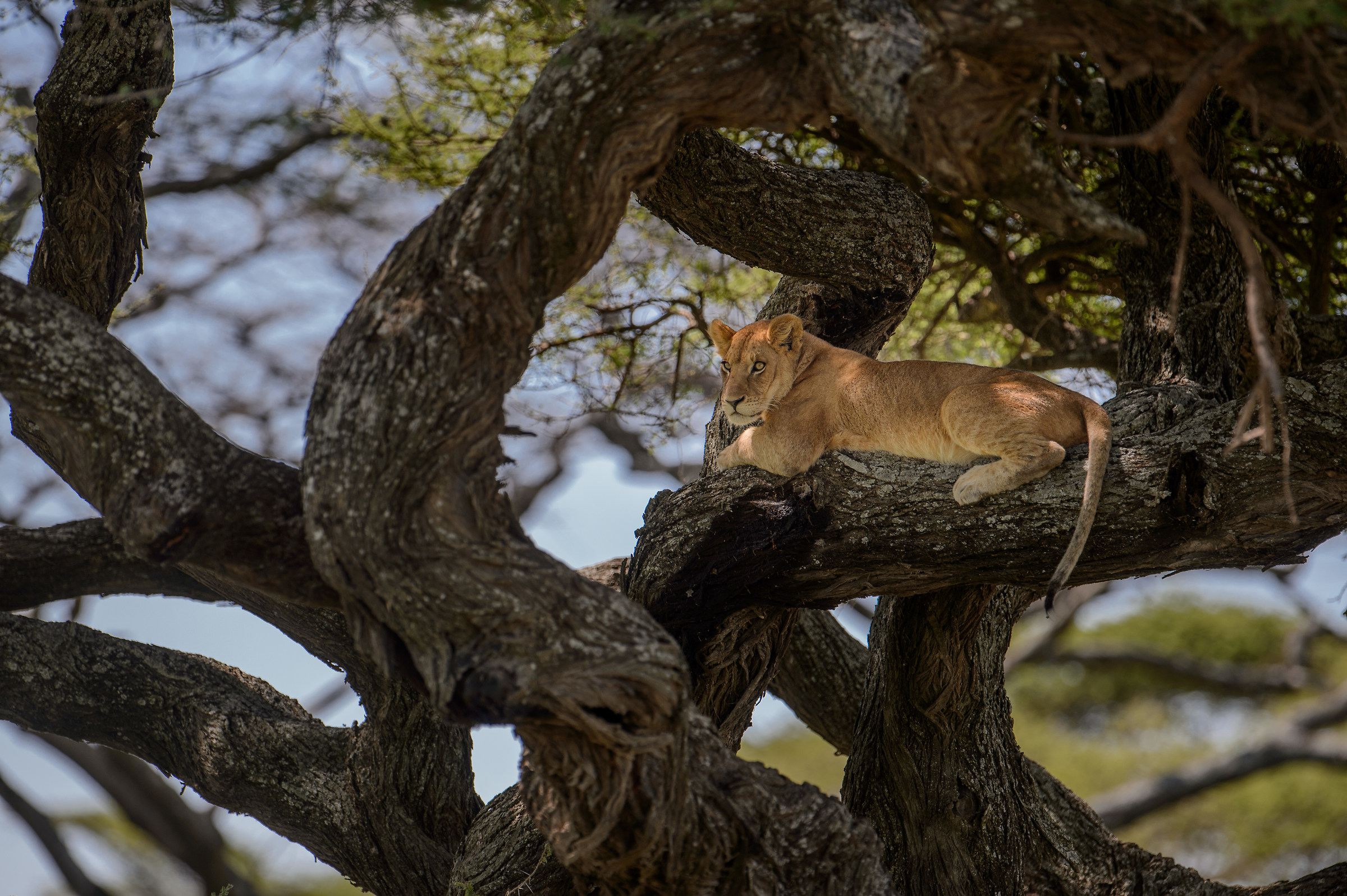 l'albero dallo strano frutto