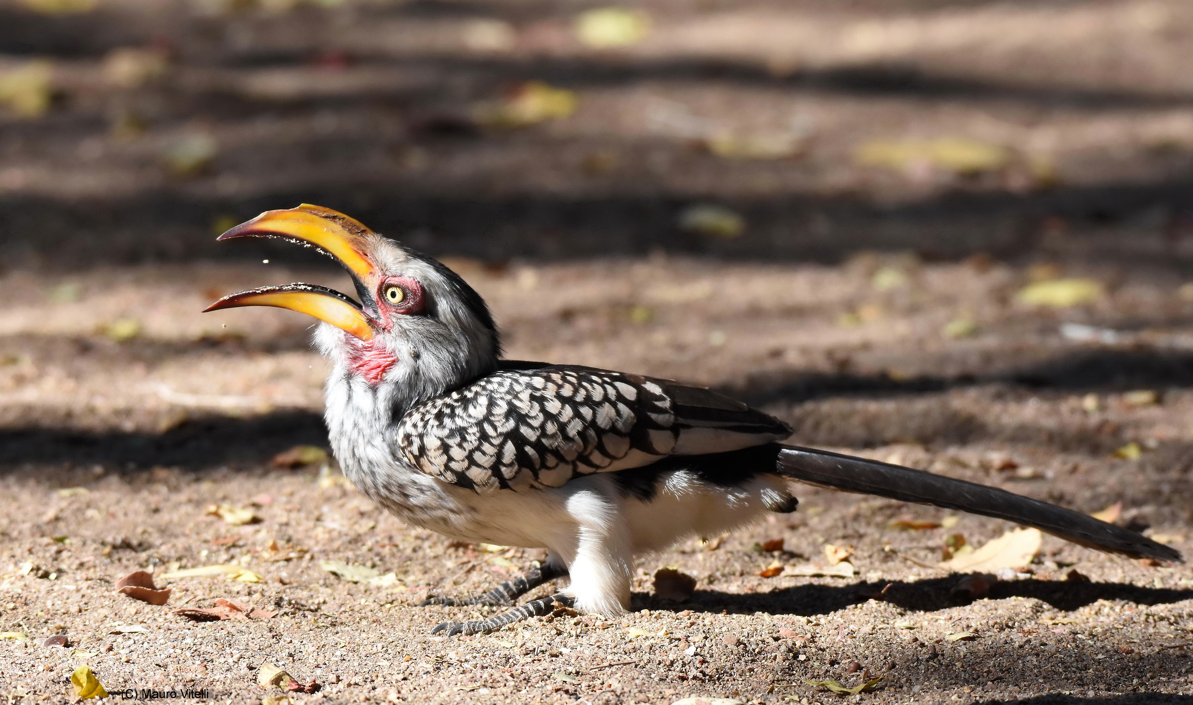 Southern Red-Billed Hornbill
