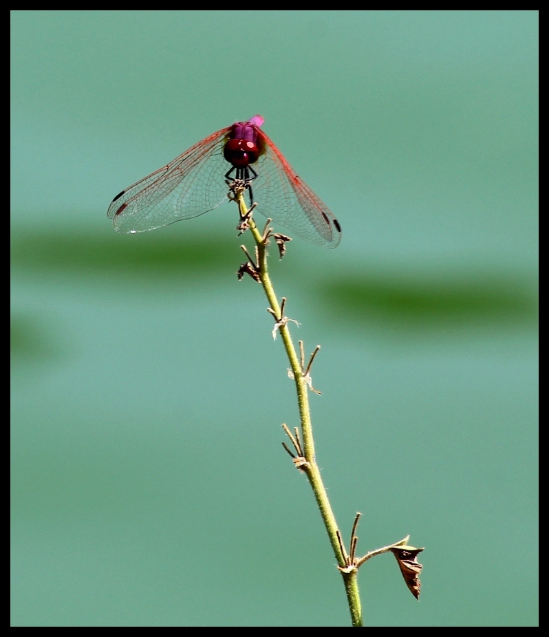 Libellula
