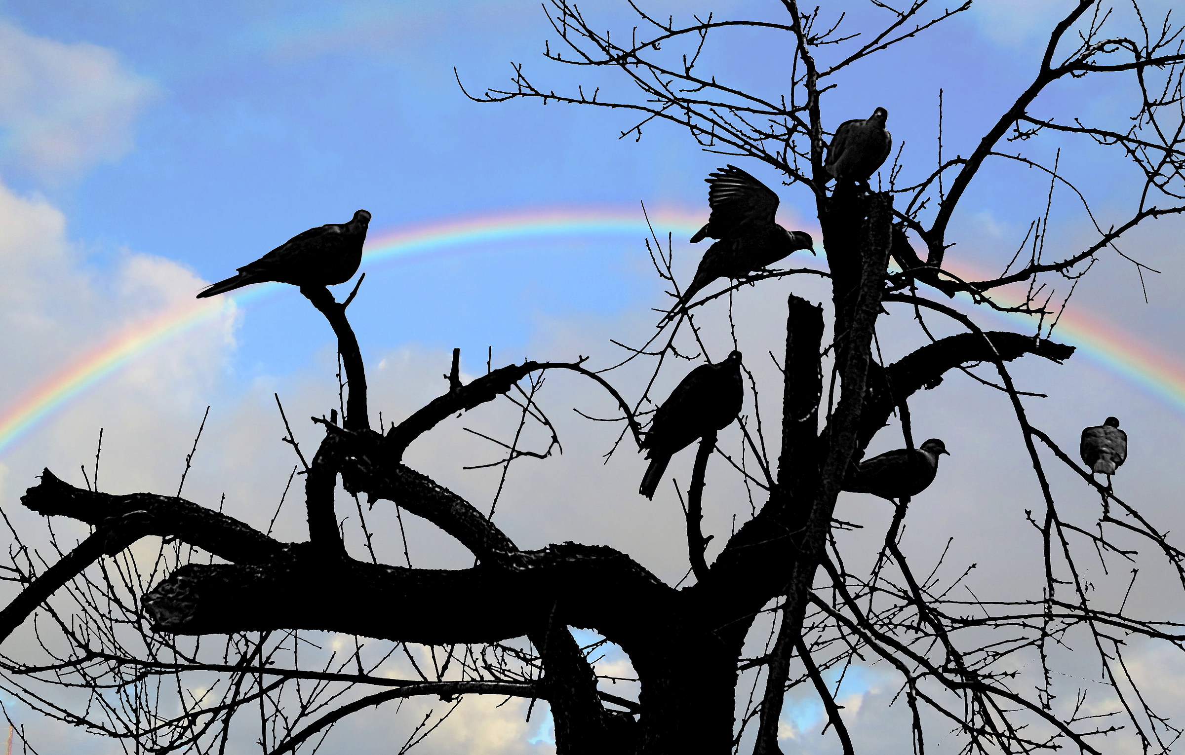 doves in the rainbow Silhouette
