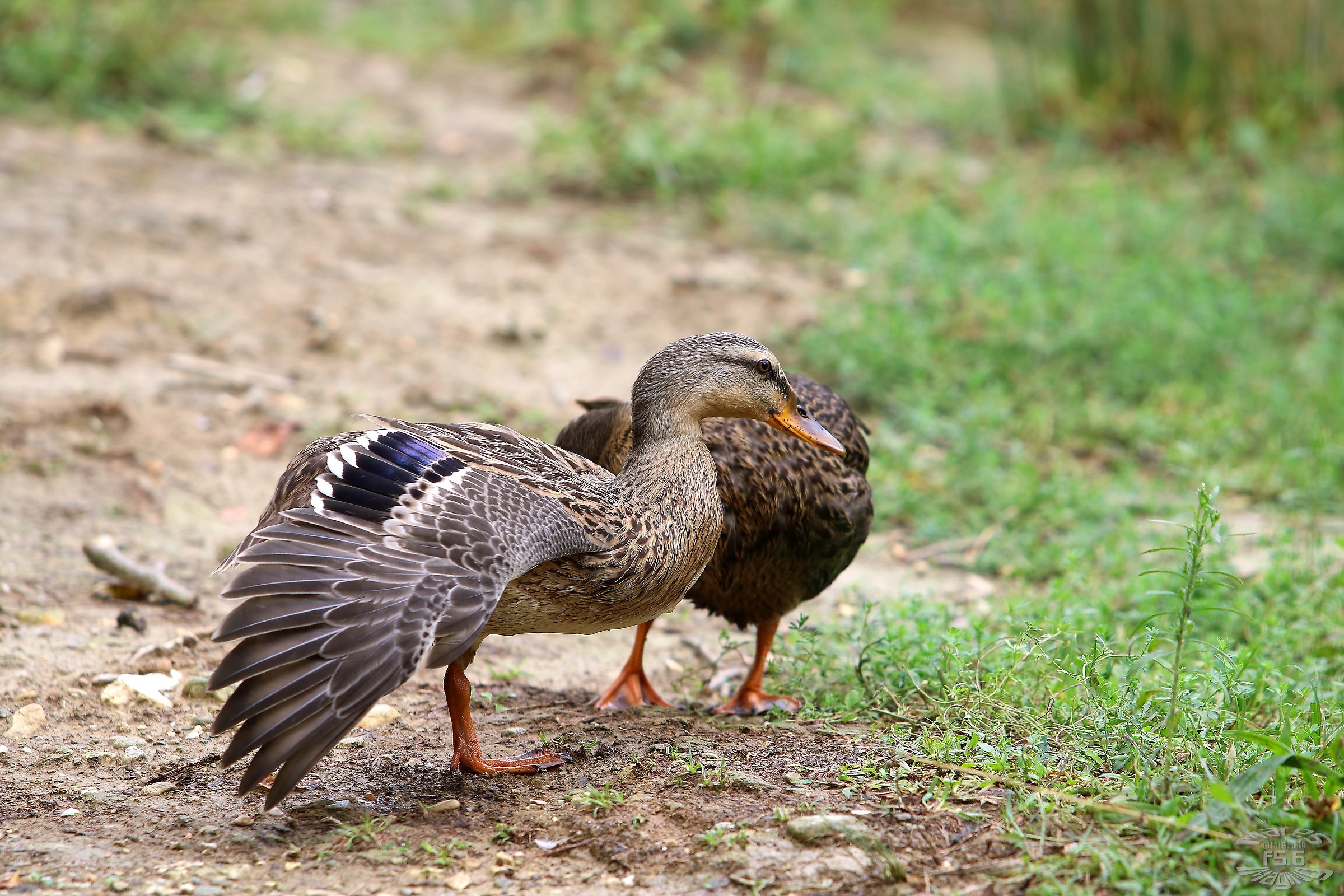 Mi faccio un pò d'aria