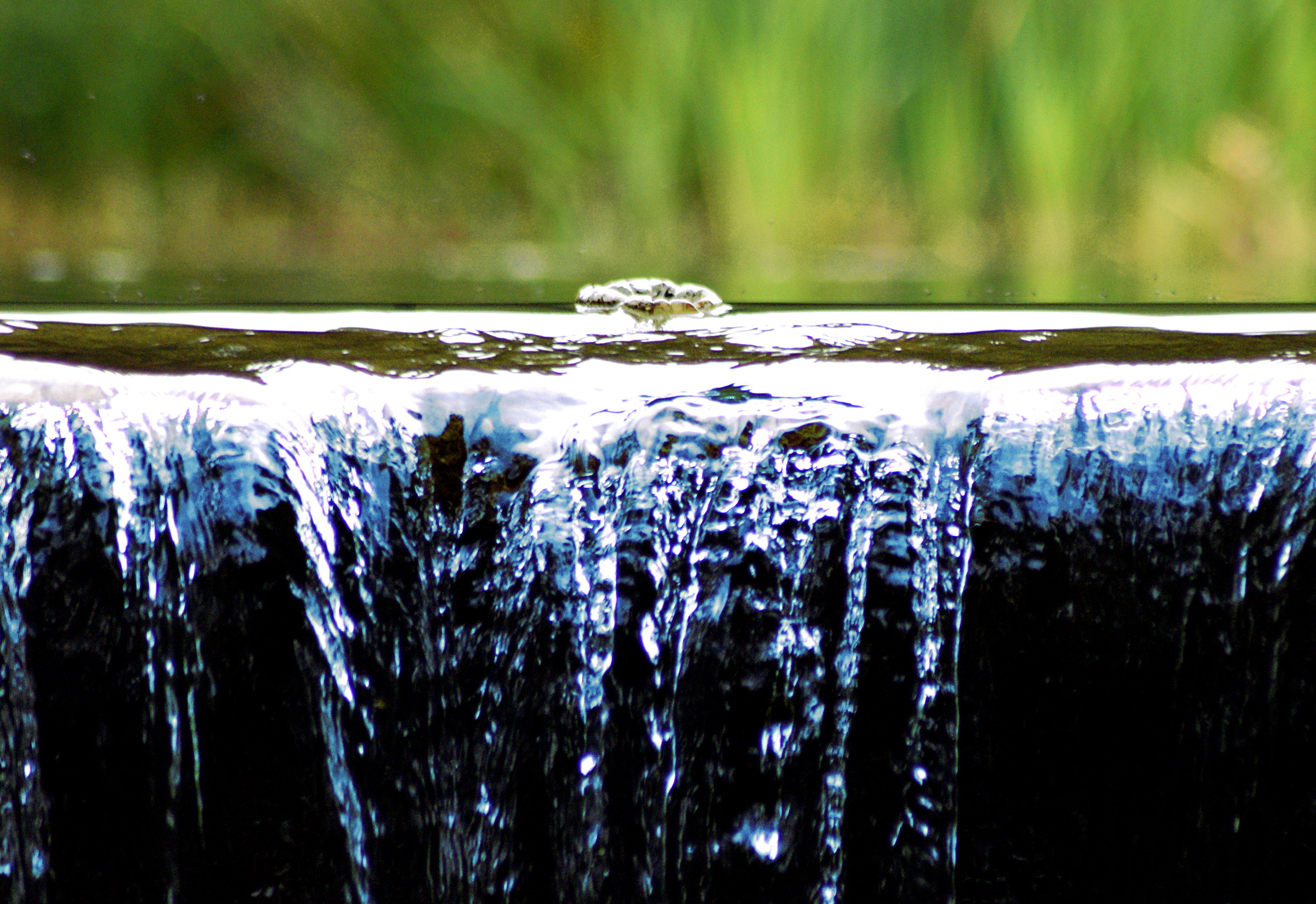 Flower on the edge of the waterfall in the woods