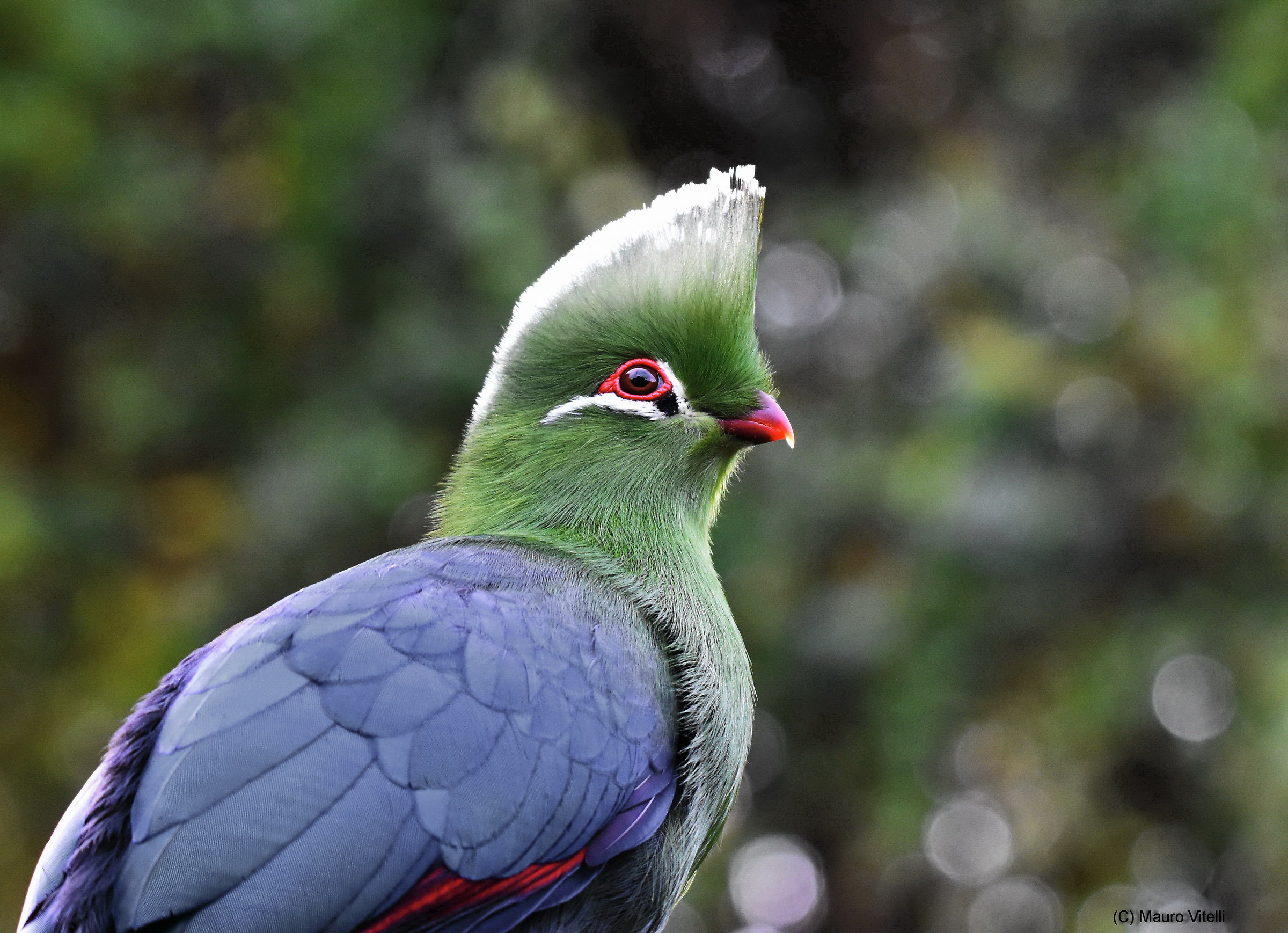 Knysna Tyraco (Tauraco corythaix)