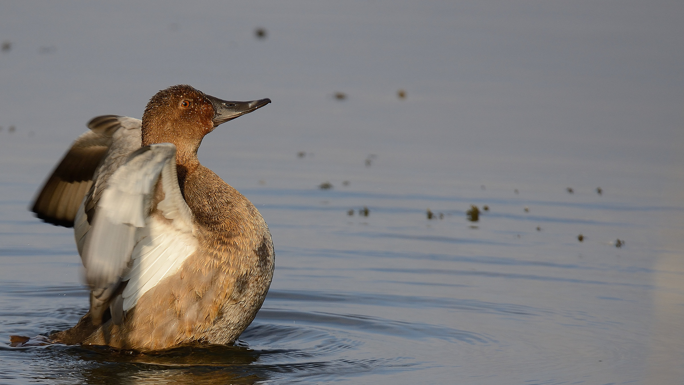 pochard